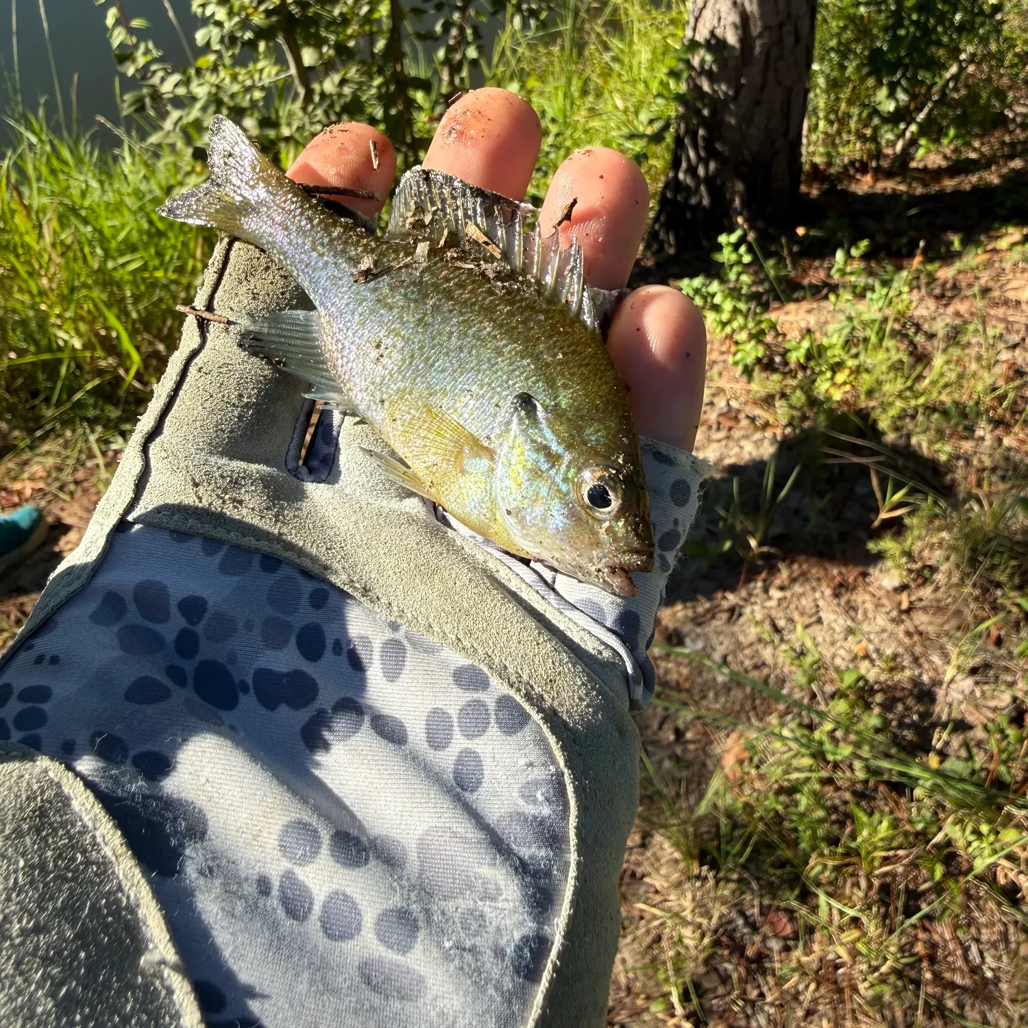 Bluegill caught on Fishbrain