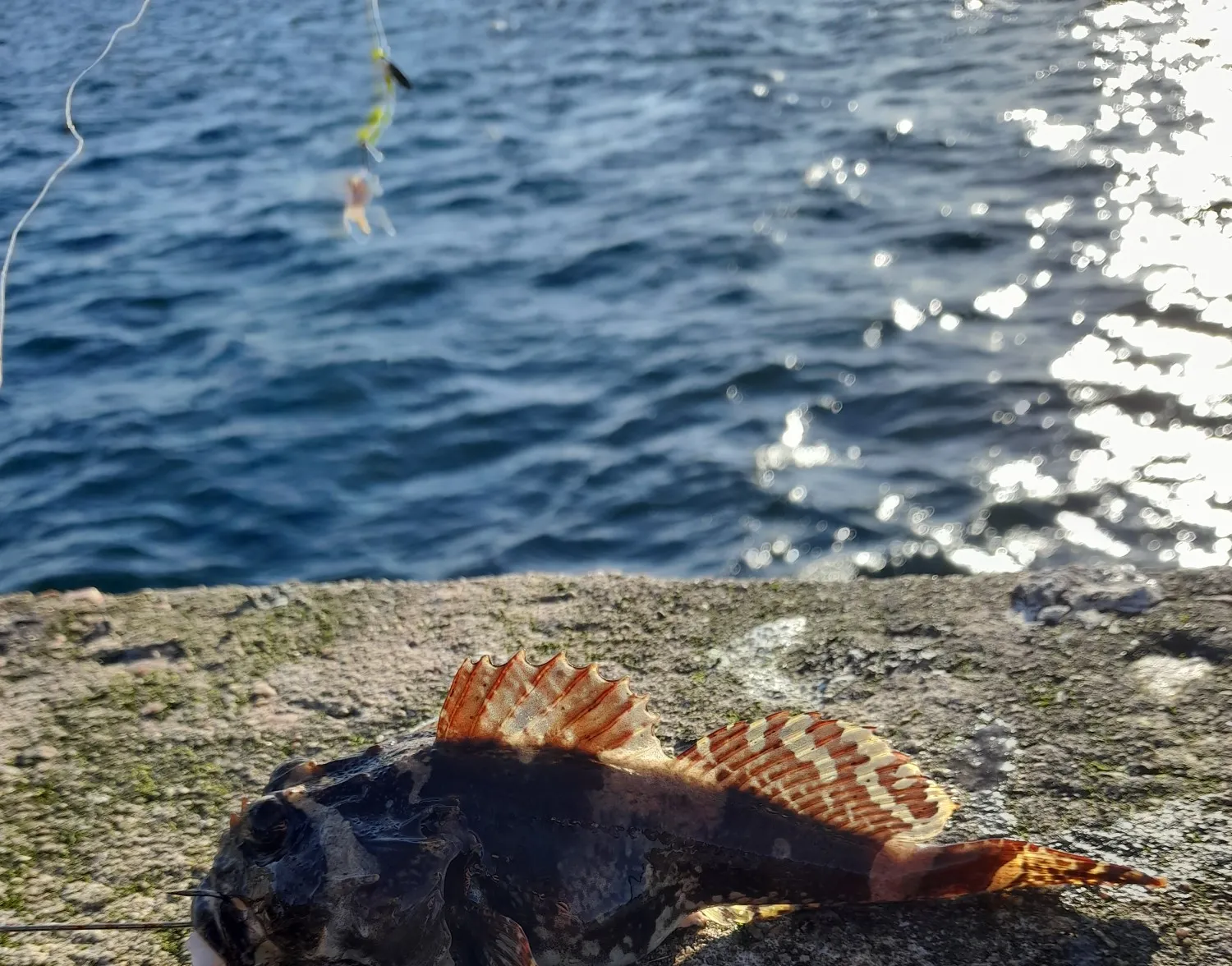 Shorthorn sculpin