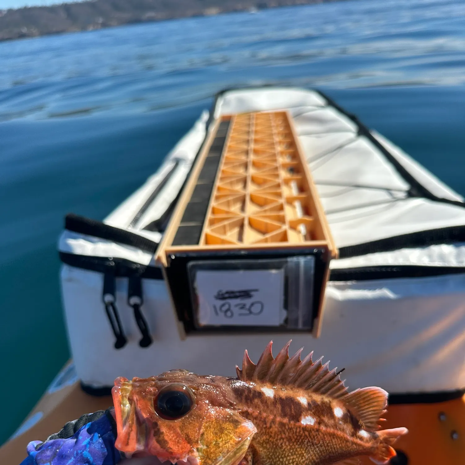 The most recent Starry rockfish catches on Fishbrain