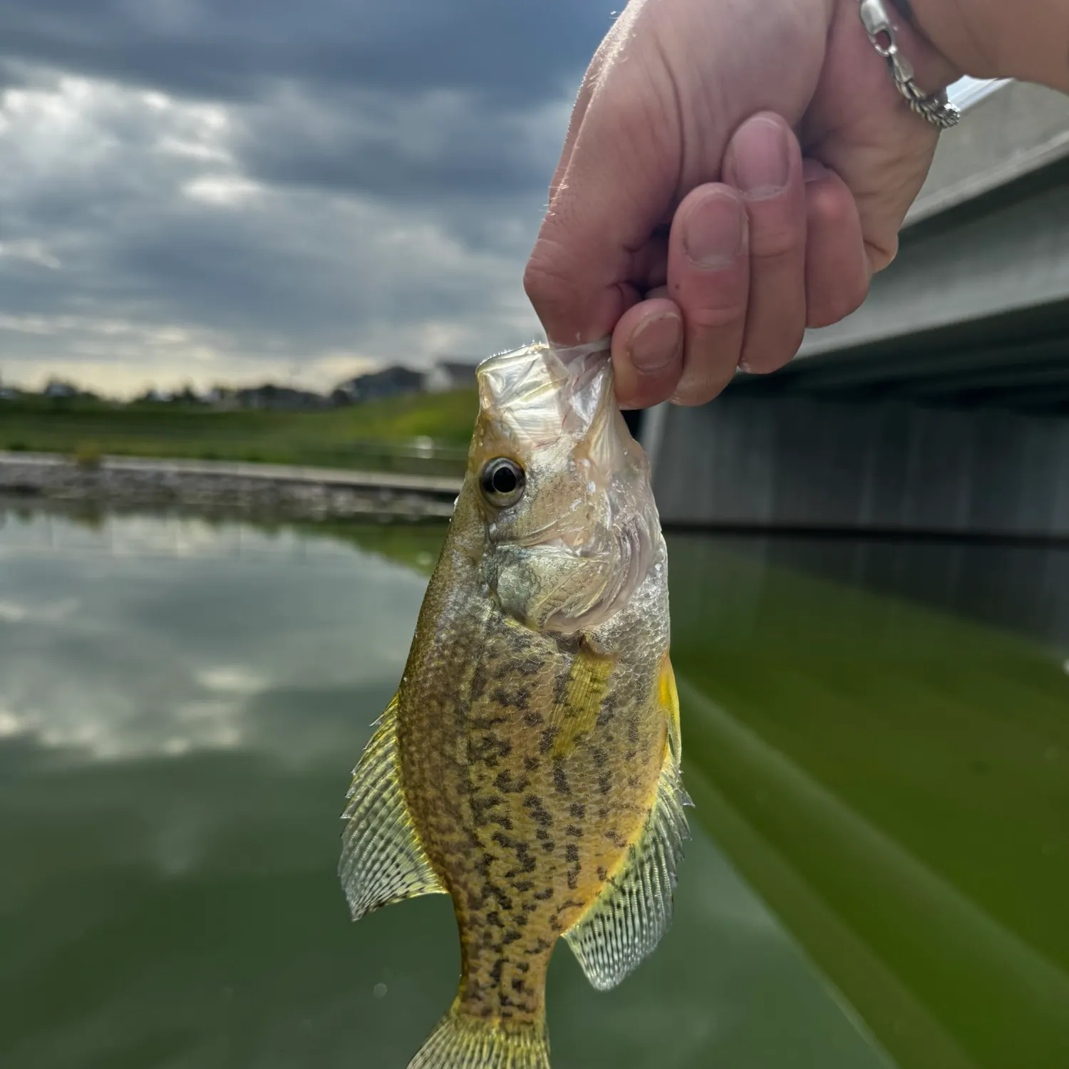 Black crappie caught on Fishbrain