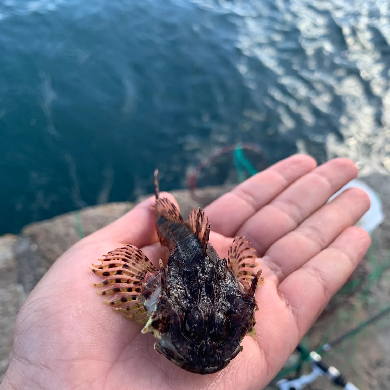 Longspined bullhead caught on Fishbrain