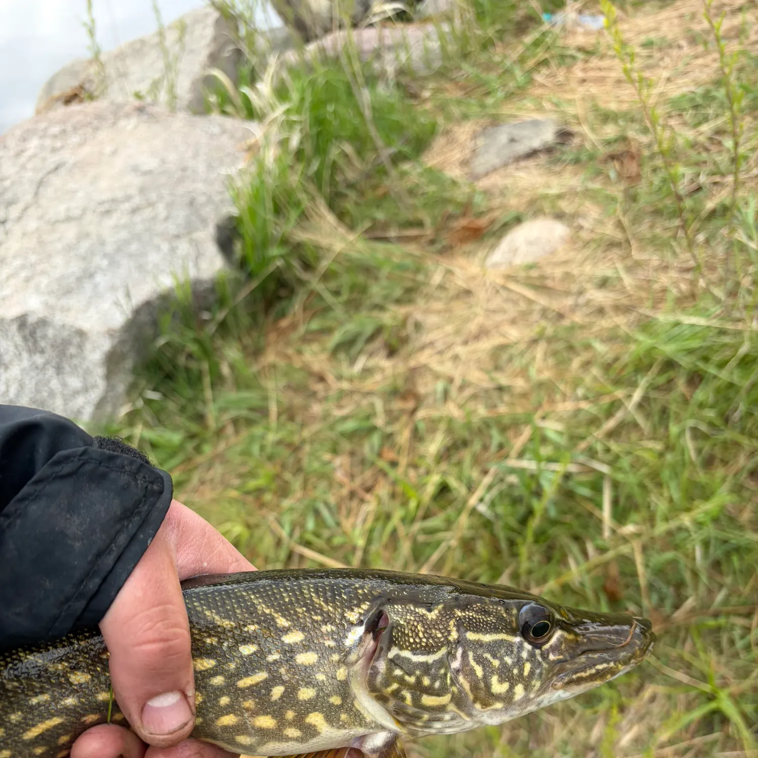 Northern pike caught on Fishbrain
