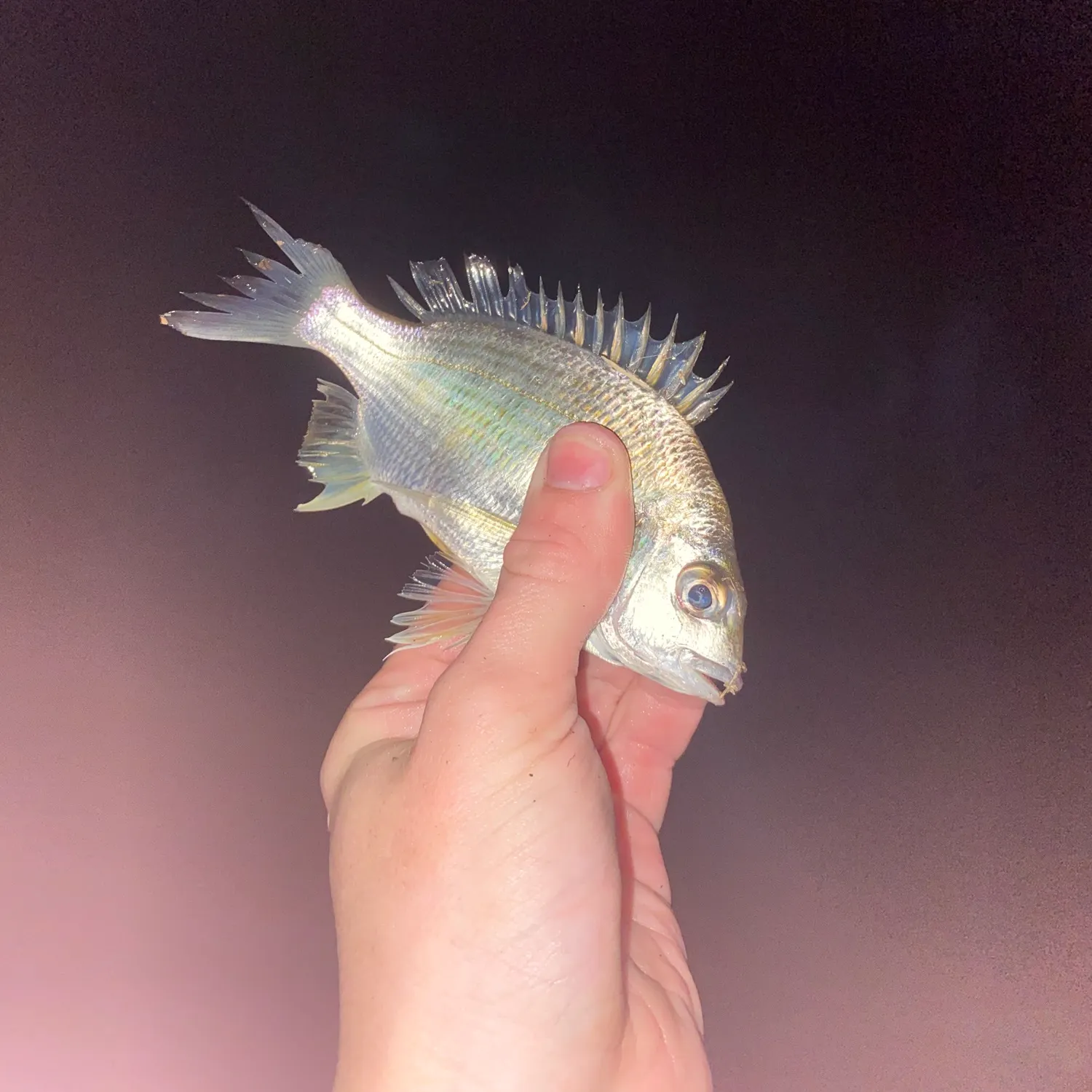 The most recent Pacific seabream catches on Fishbrain
