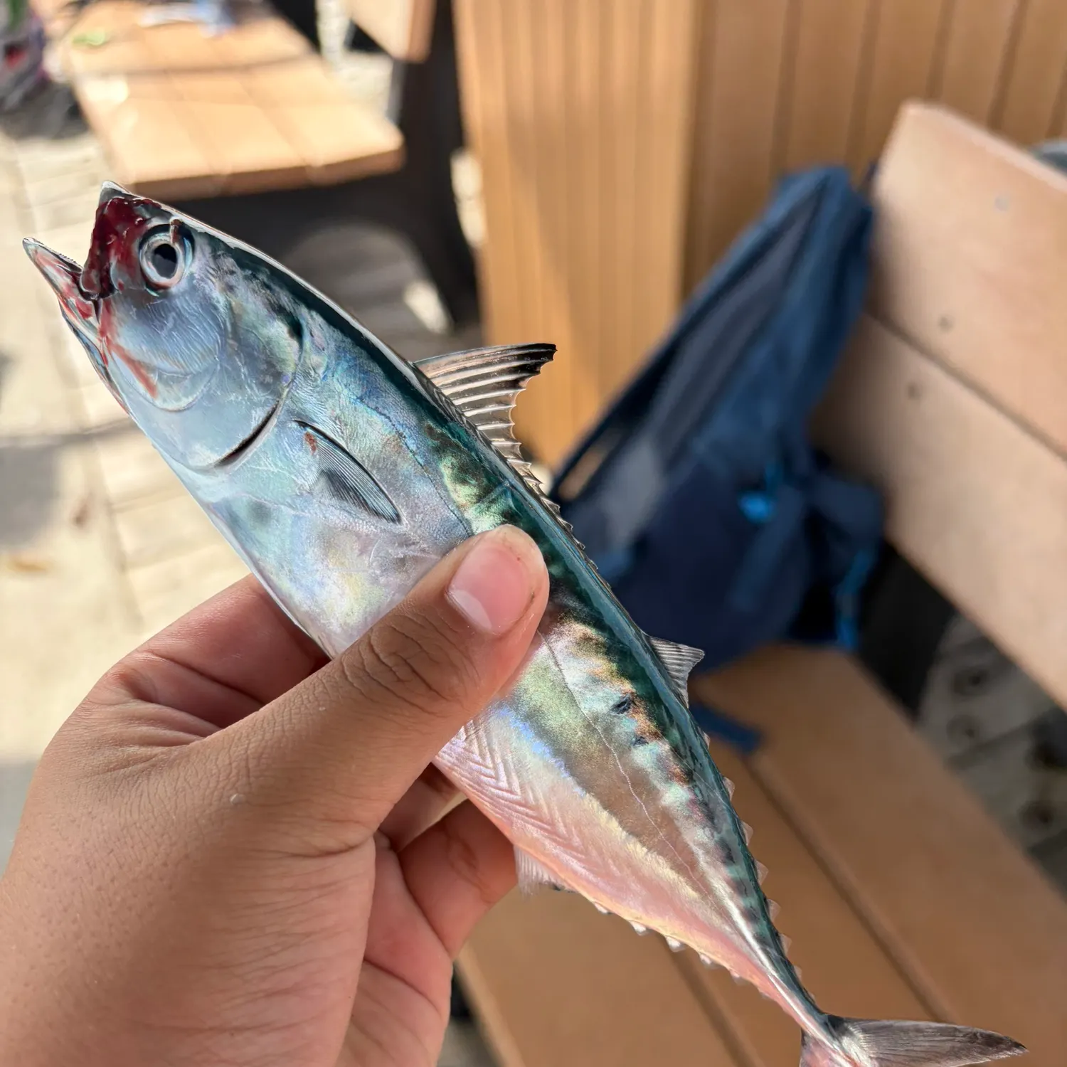 The most recent Narrow-barred Spanish mackerel catches on Fishbrain