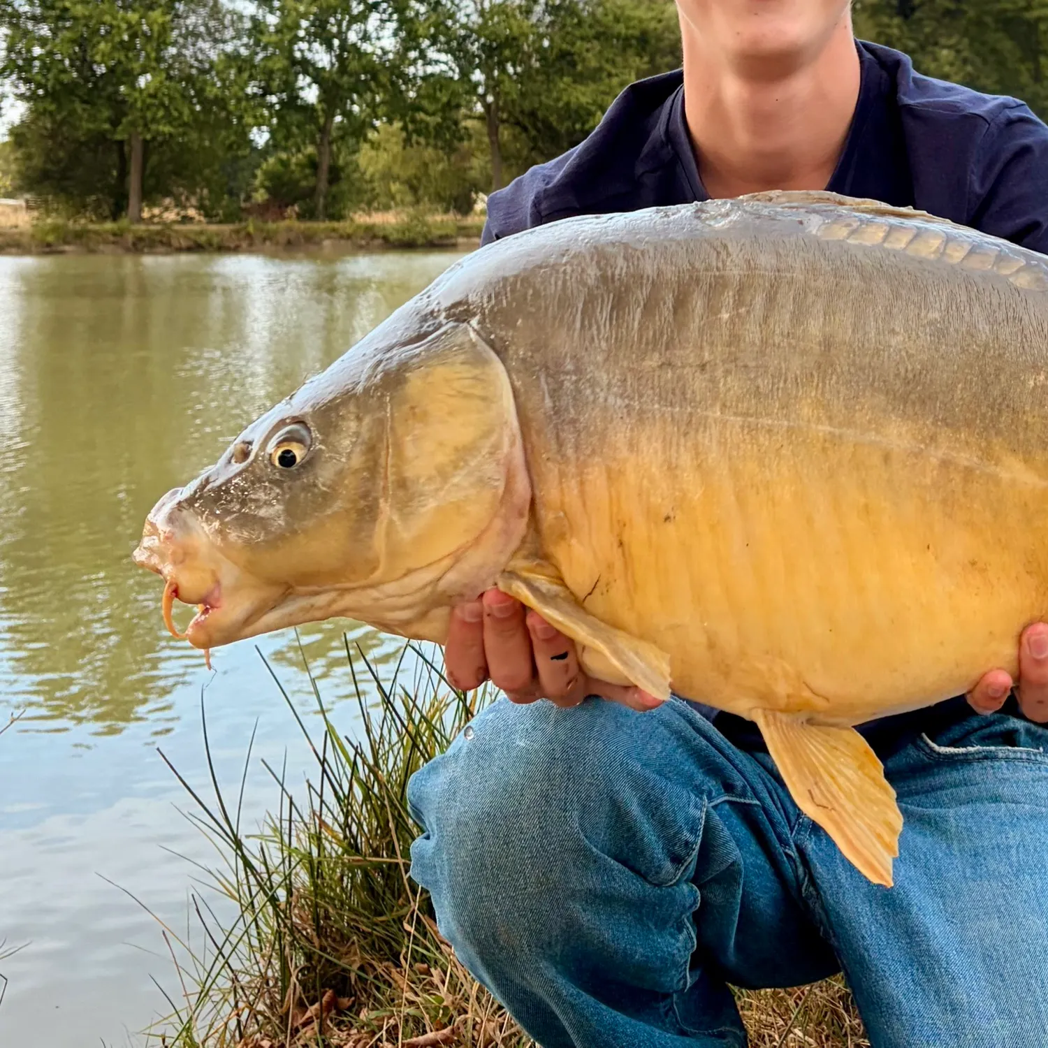 Leather carp caught on Fishbrain
