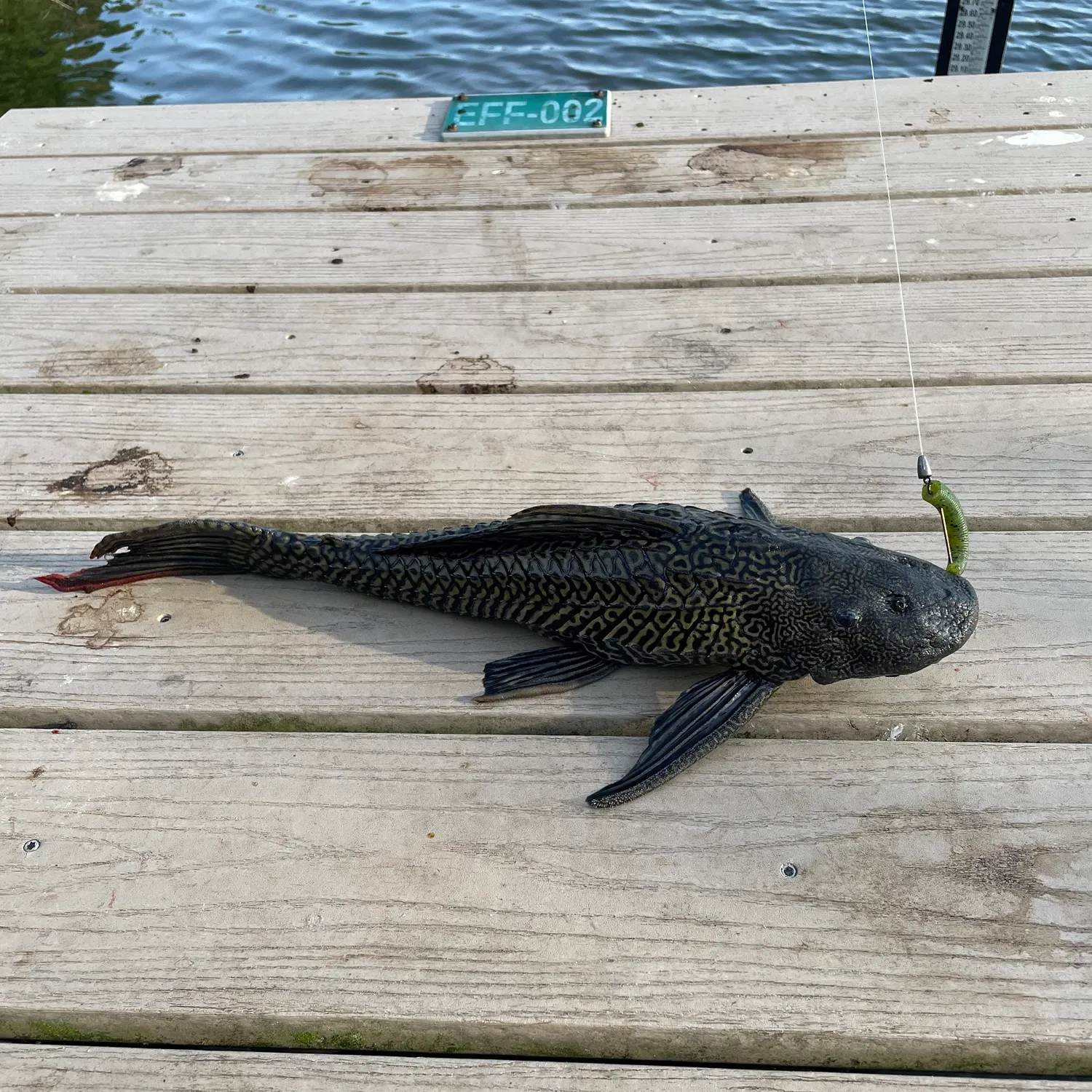 The most recent Orinoco sailfin catfish catches on Fishbrain