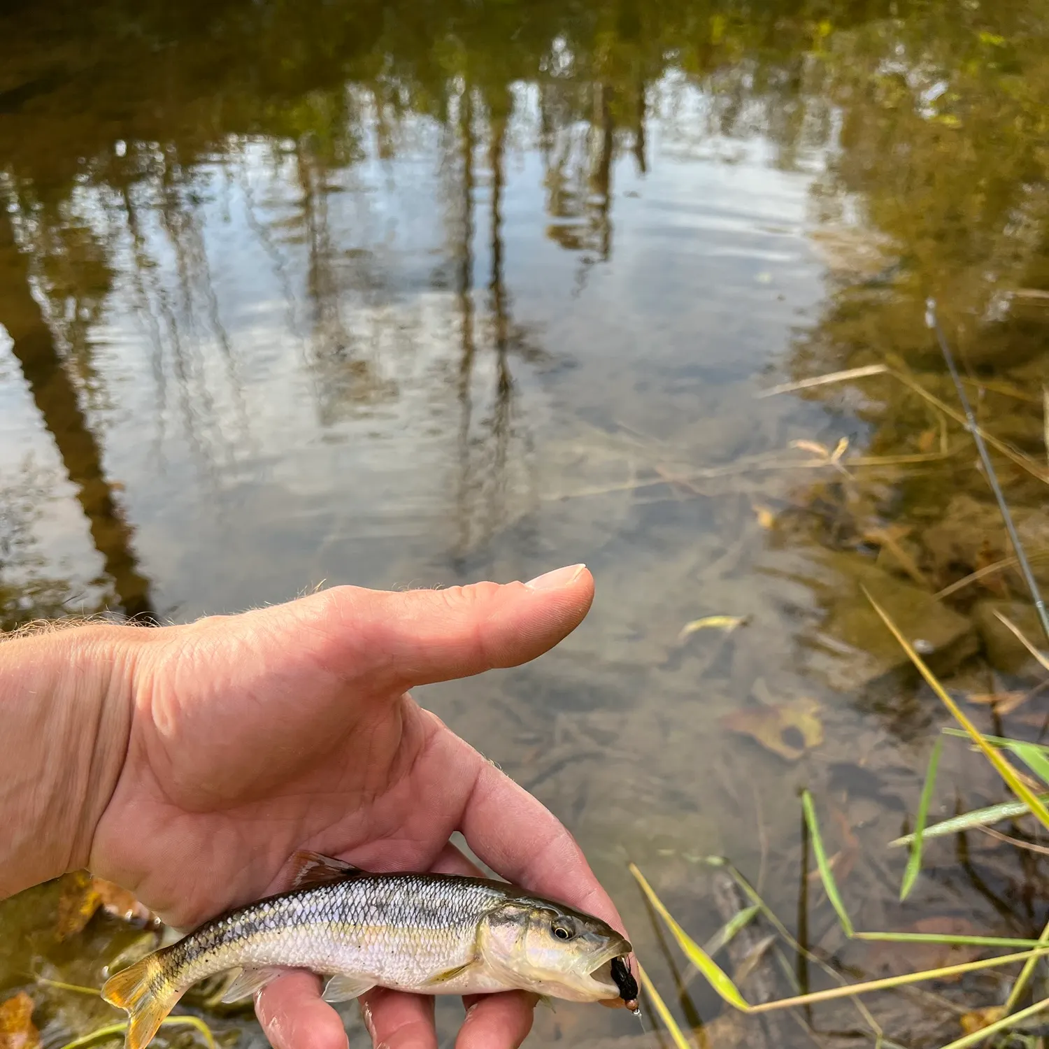 Creek chub caught on Fishbrain