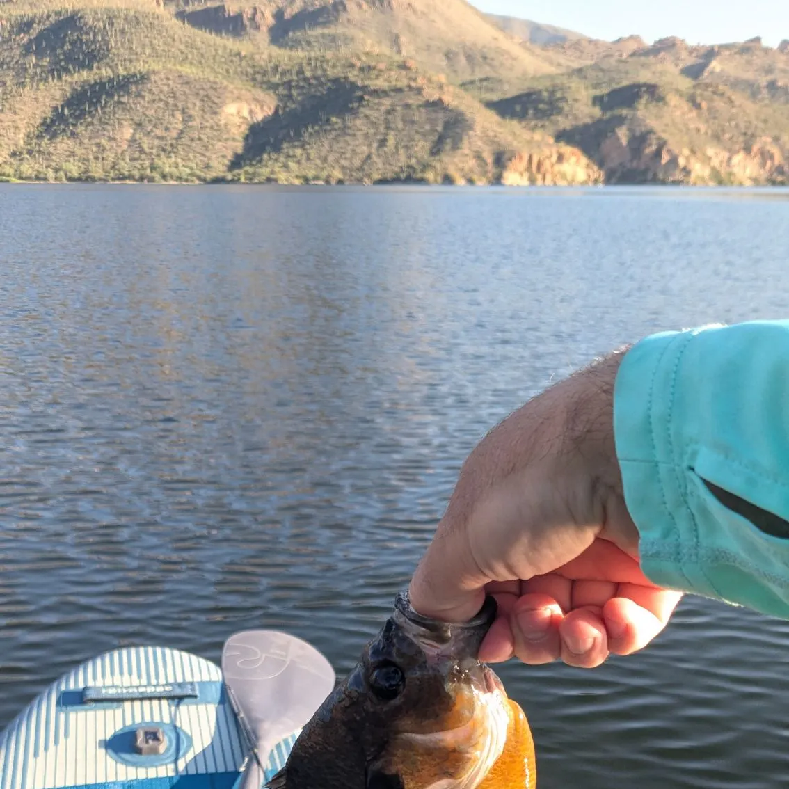 Bluegill caught on Fishbrain