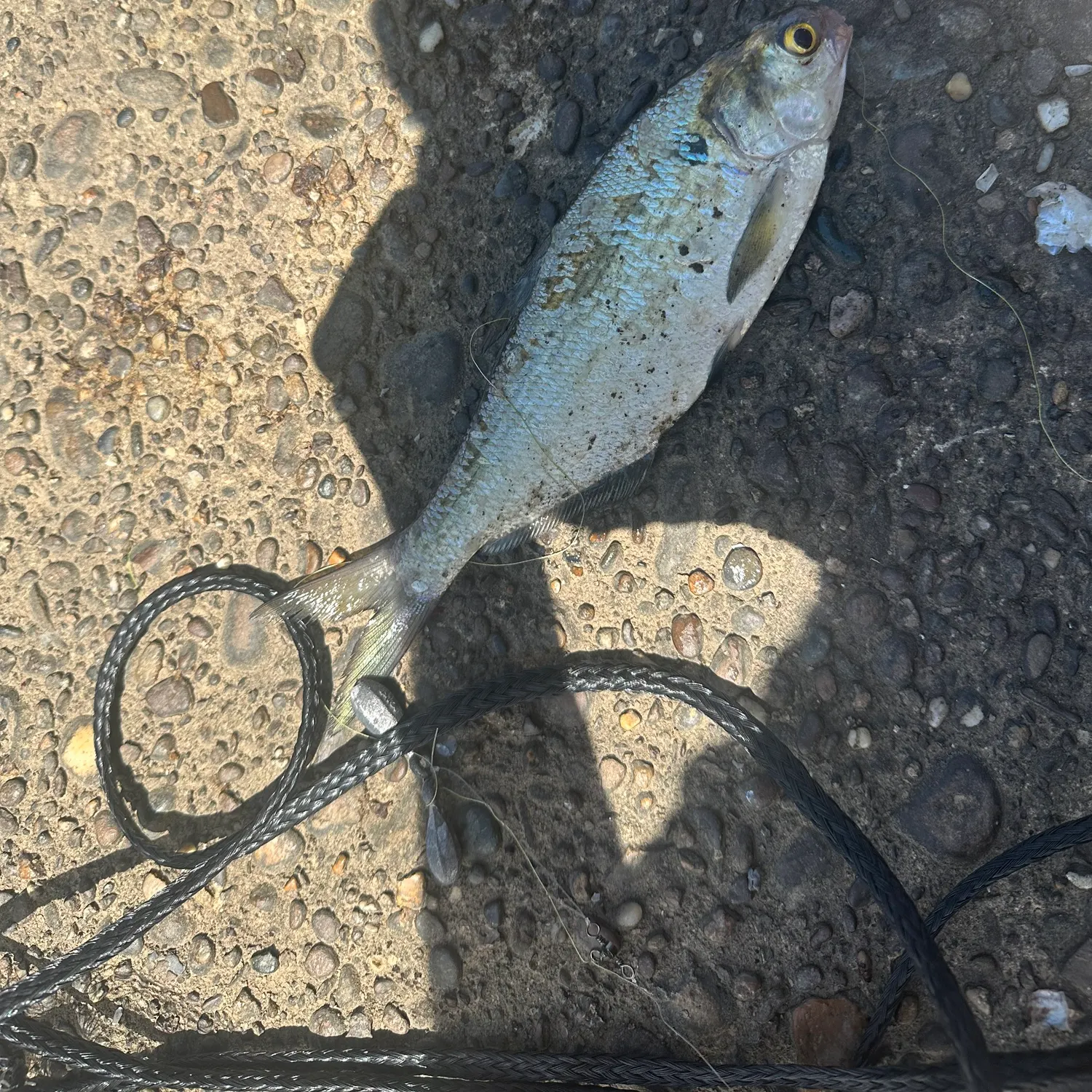 The most recent American gizzard shad catches on Fishbrain