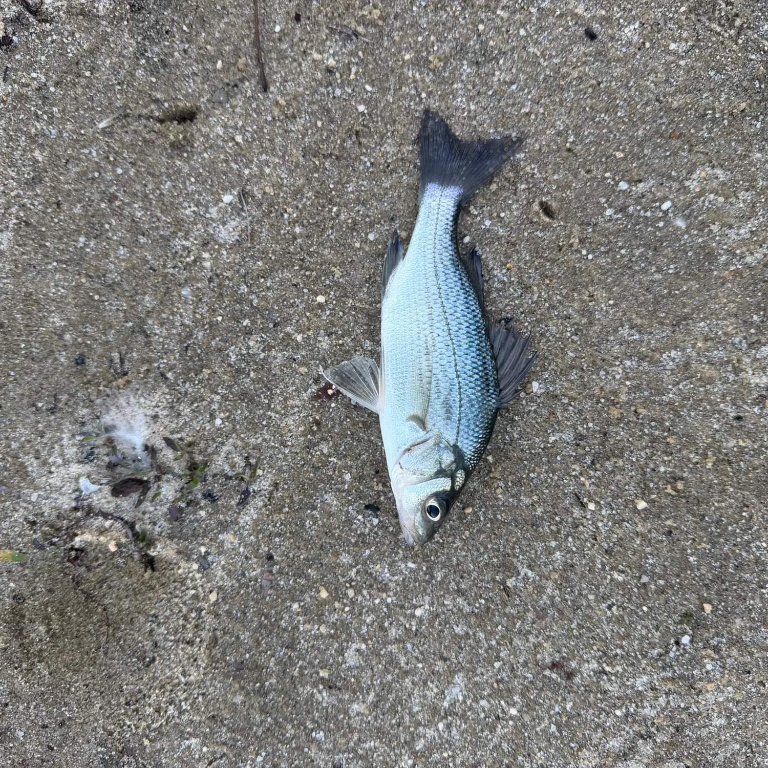 White perch caught on Fishbrain