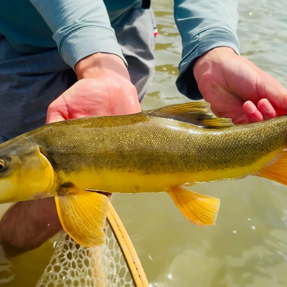 The most recent Flannelmouth sucker catches on Fishbrain
