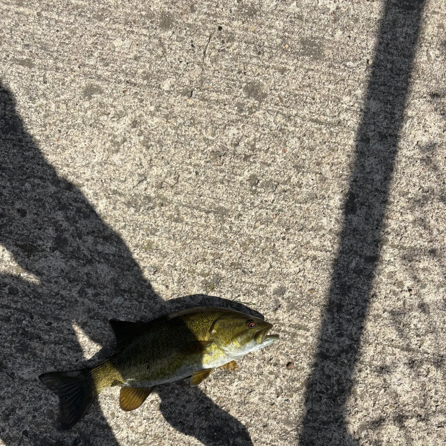 Smallmouth bass caught on Fishbrain