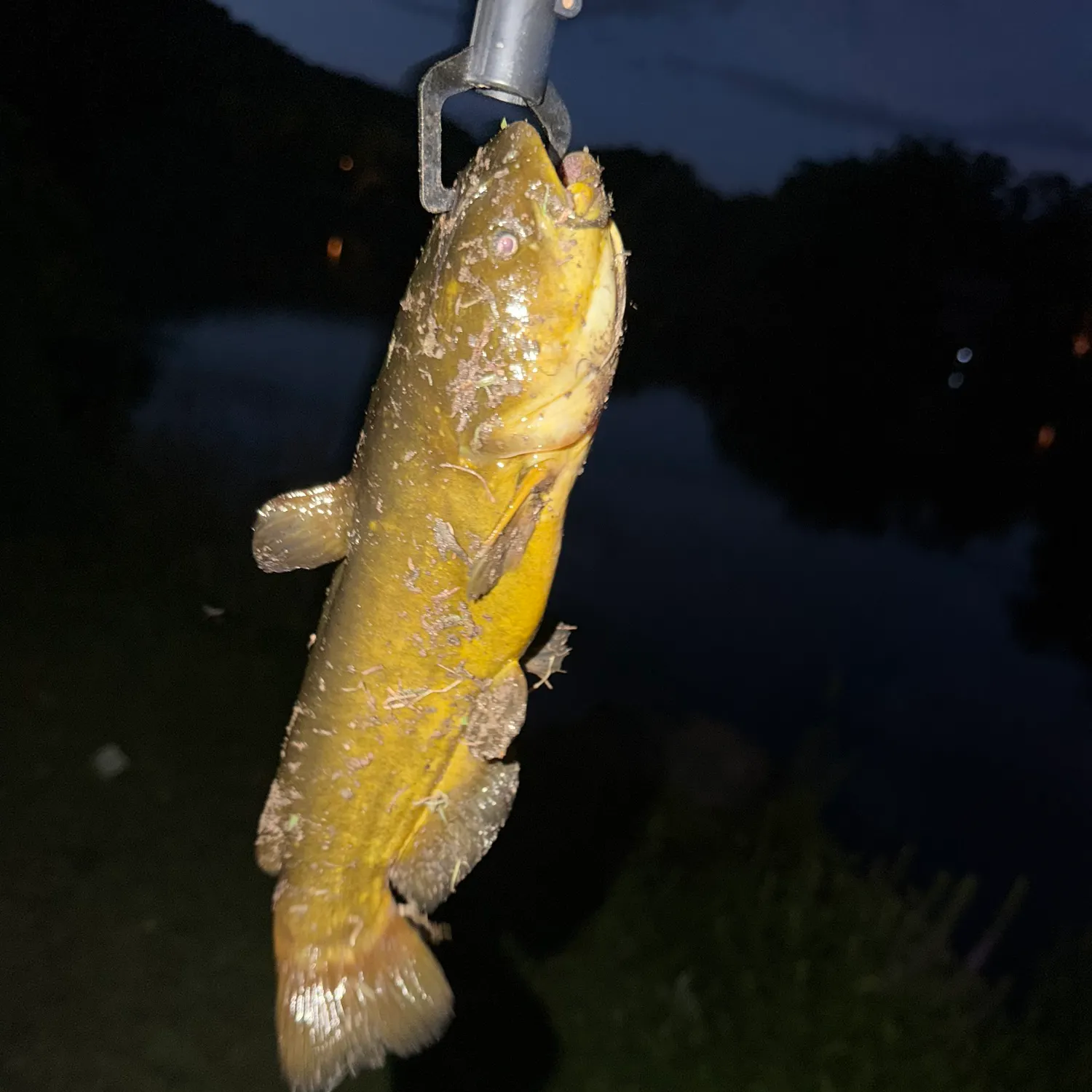 Yellow bullhead caught on Fishbrain