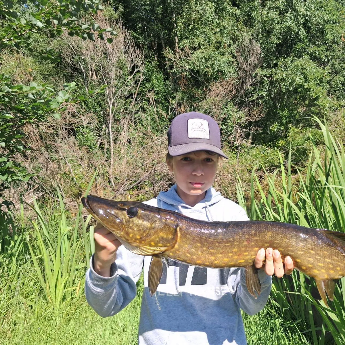 Northern pike caught on Fishbrain