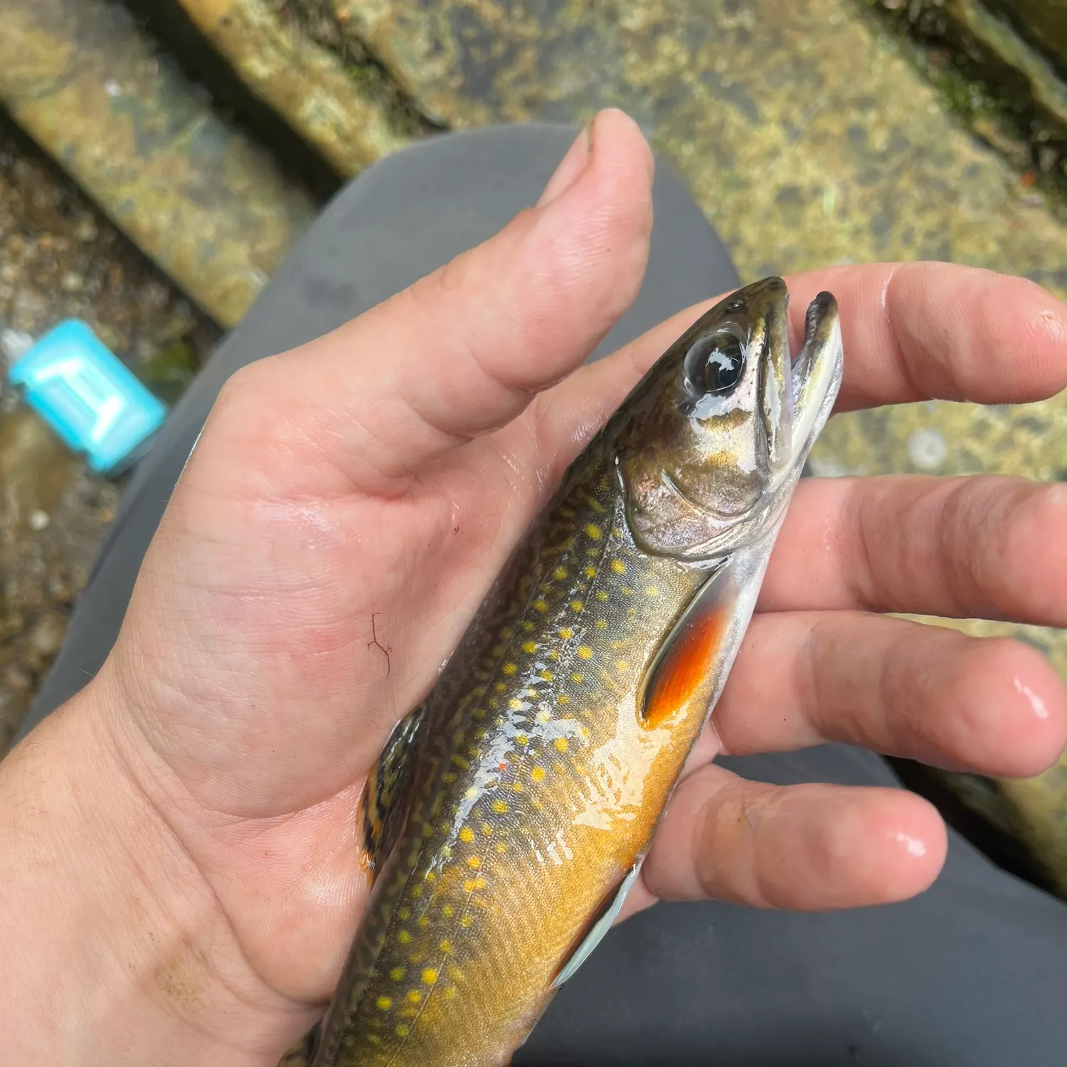 Brook trout caught on Fishbrain
