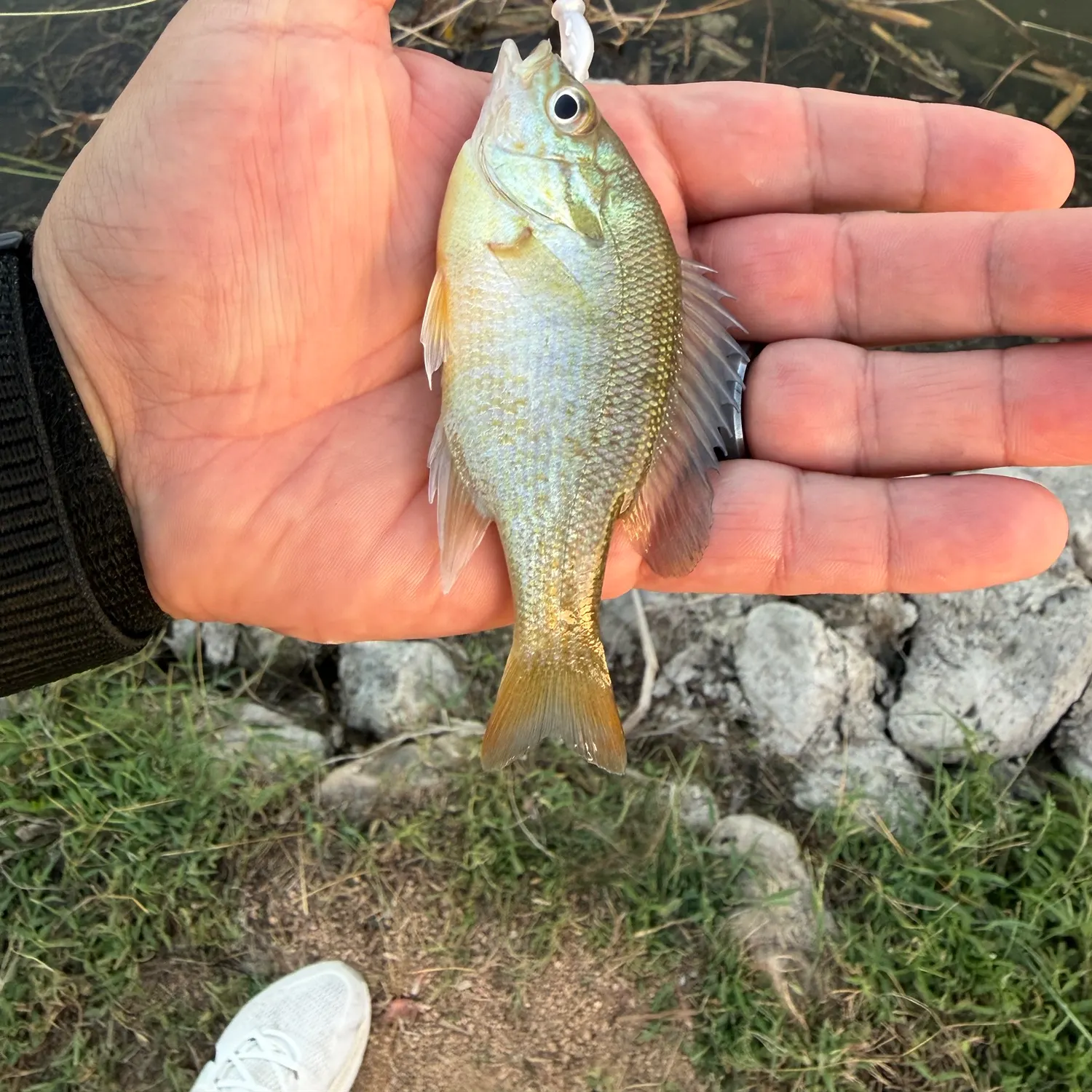 Bluegill caught on Fishbrain