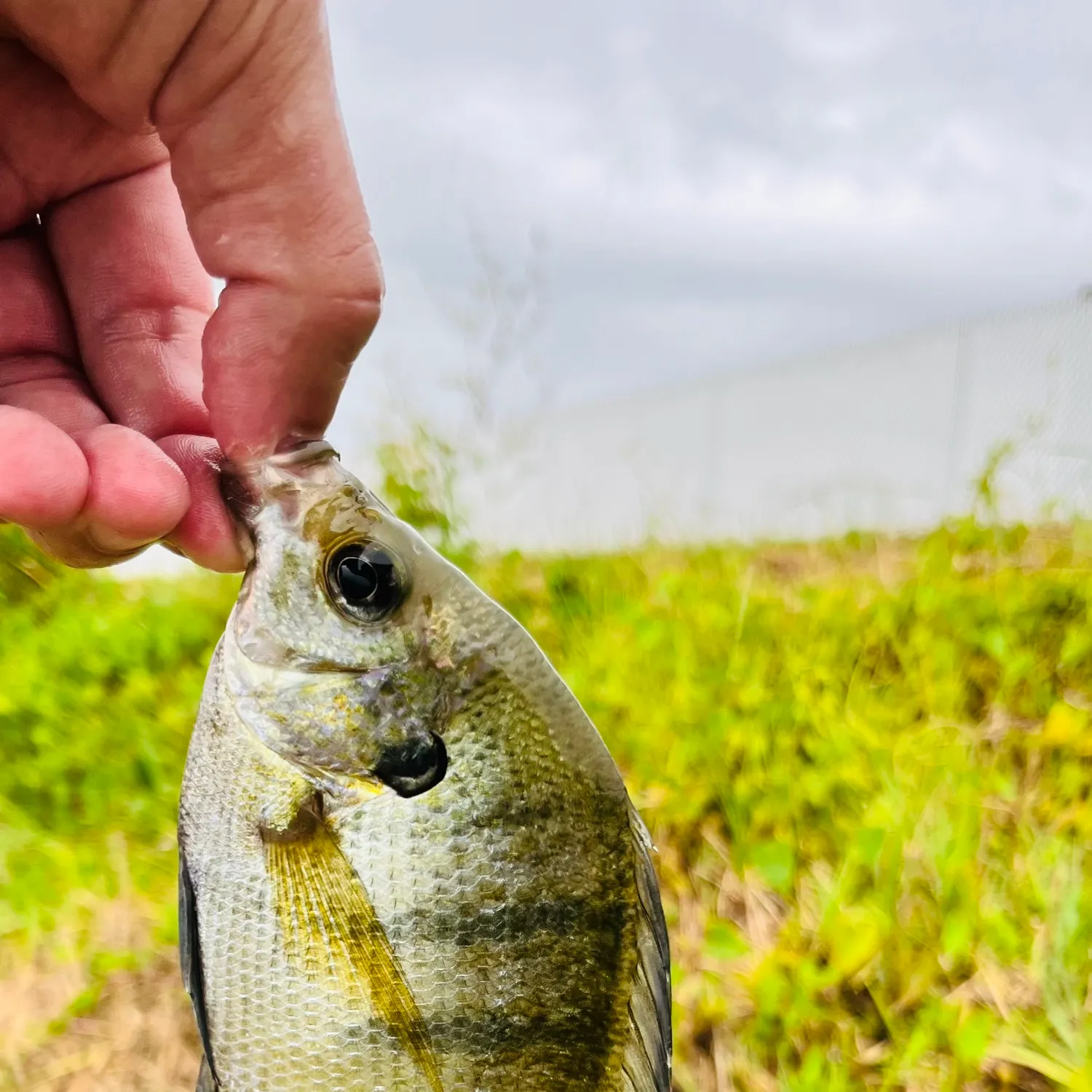 The most recent Bluegill catches on Fishbrain