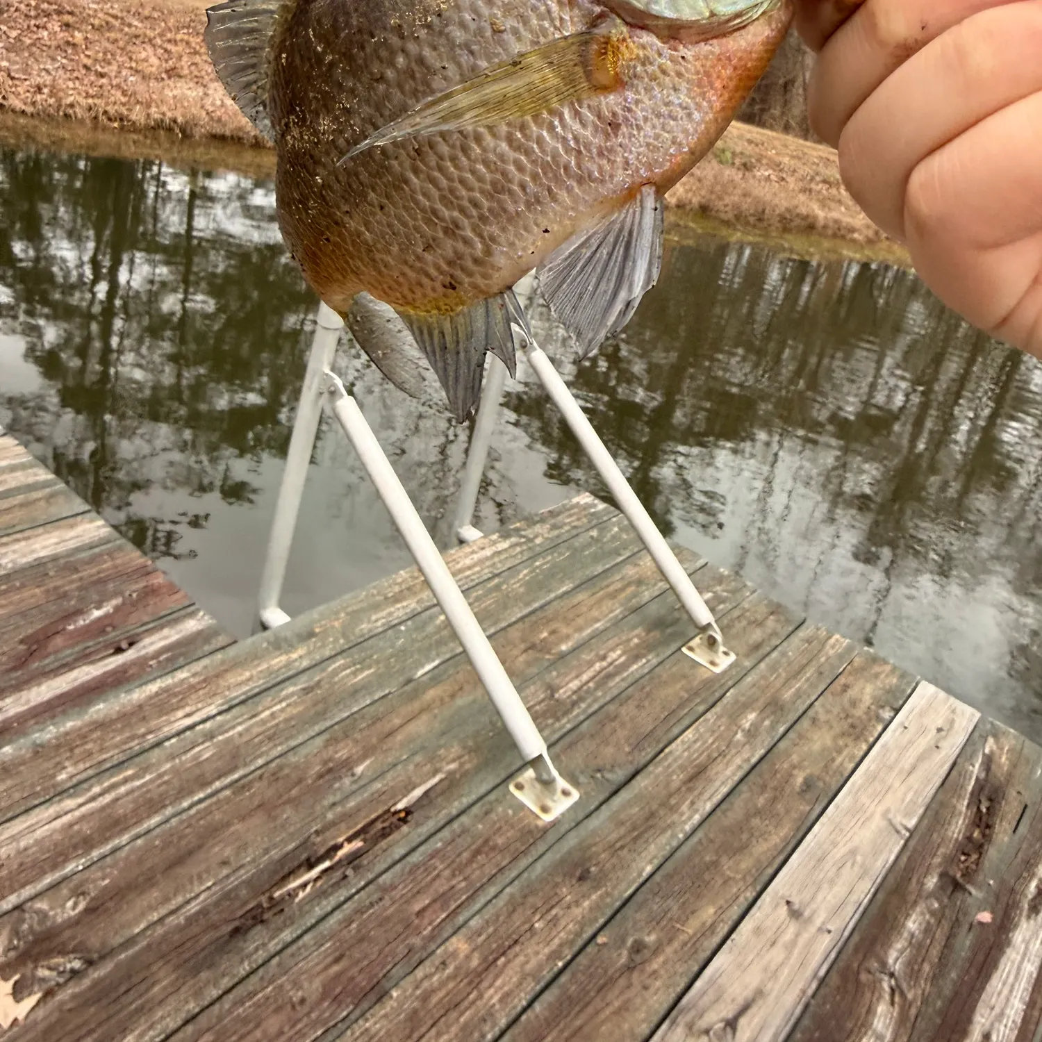 The most recent Bluegill catches on Fishbrain