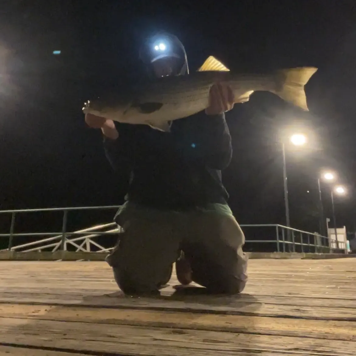 Striped bass caught on Fishbrain