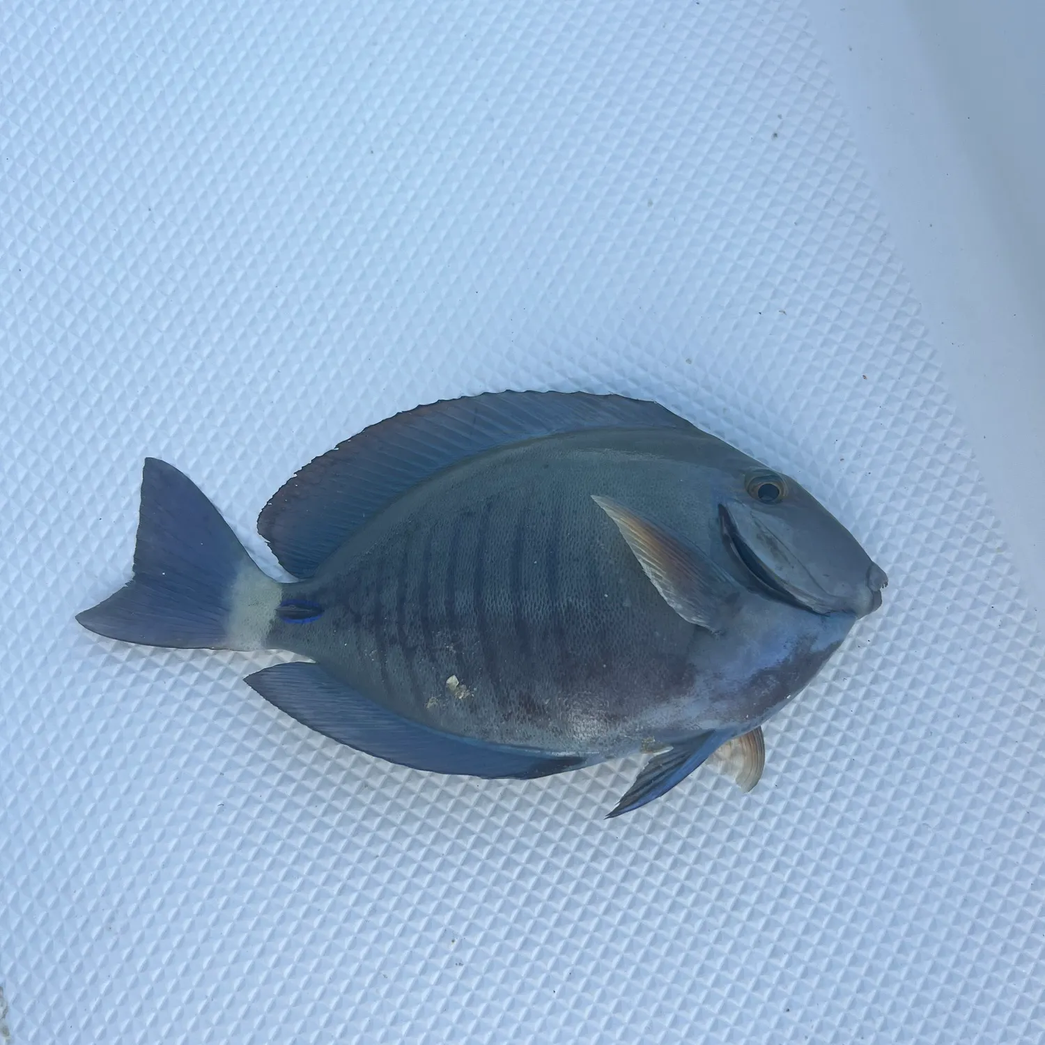 The most recent Doctorfish catches on Fishbrain