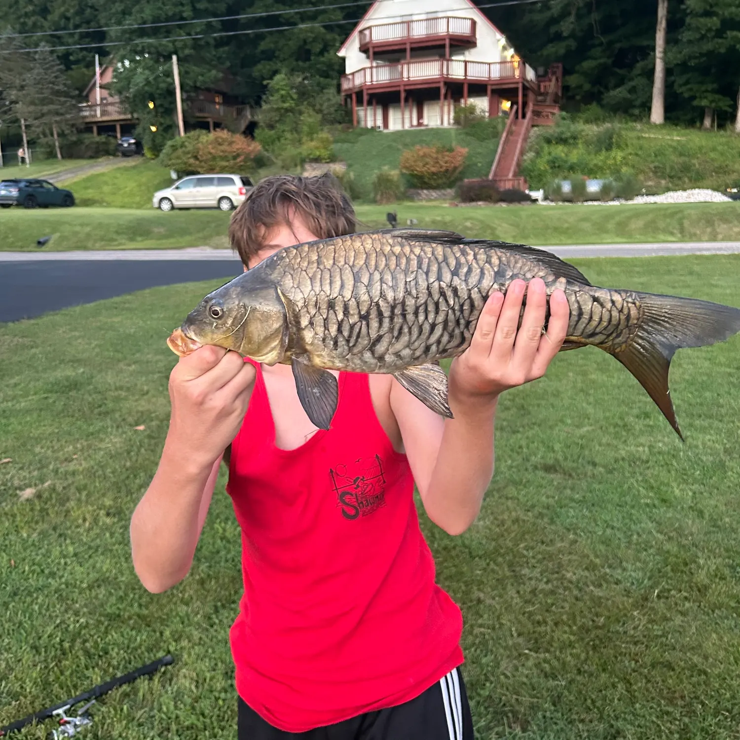 Mirror carp caught on Fishbrain