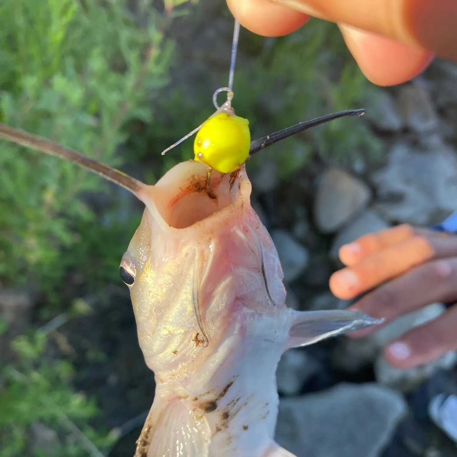 catch