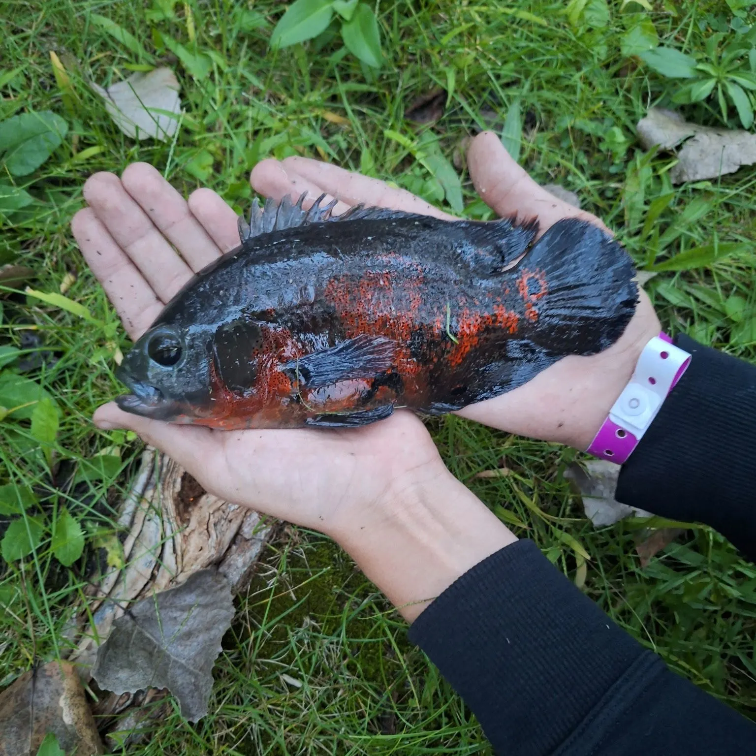 Oscar caught on Fishbrain