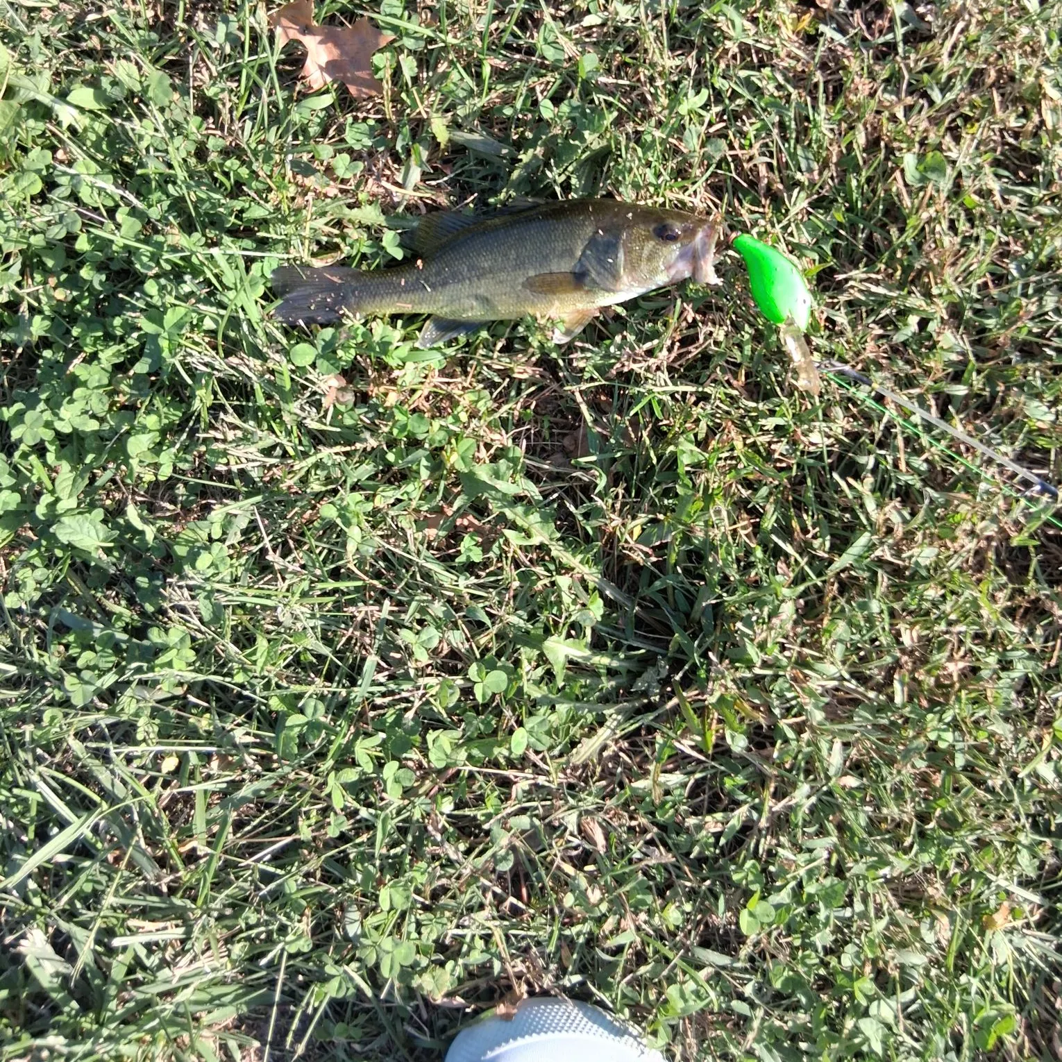 Smallmouth bass caught on Fishbrain