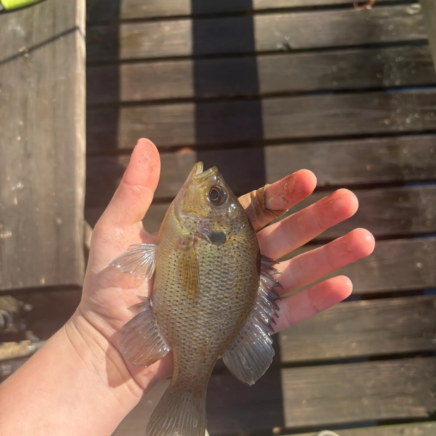 The most recent Spotted sunfish catches on Fishbrain