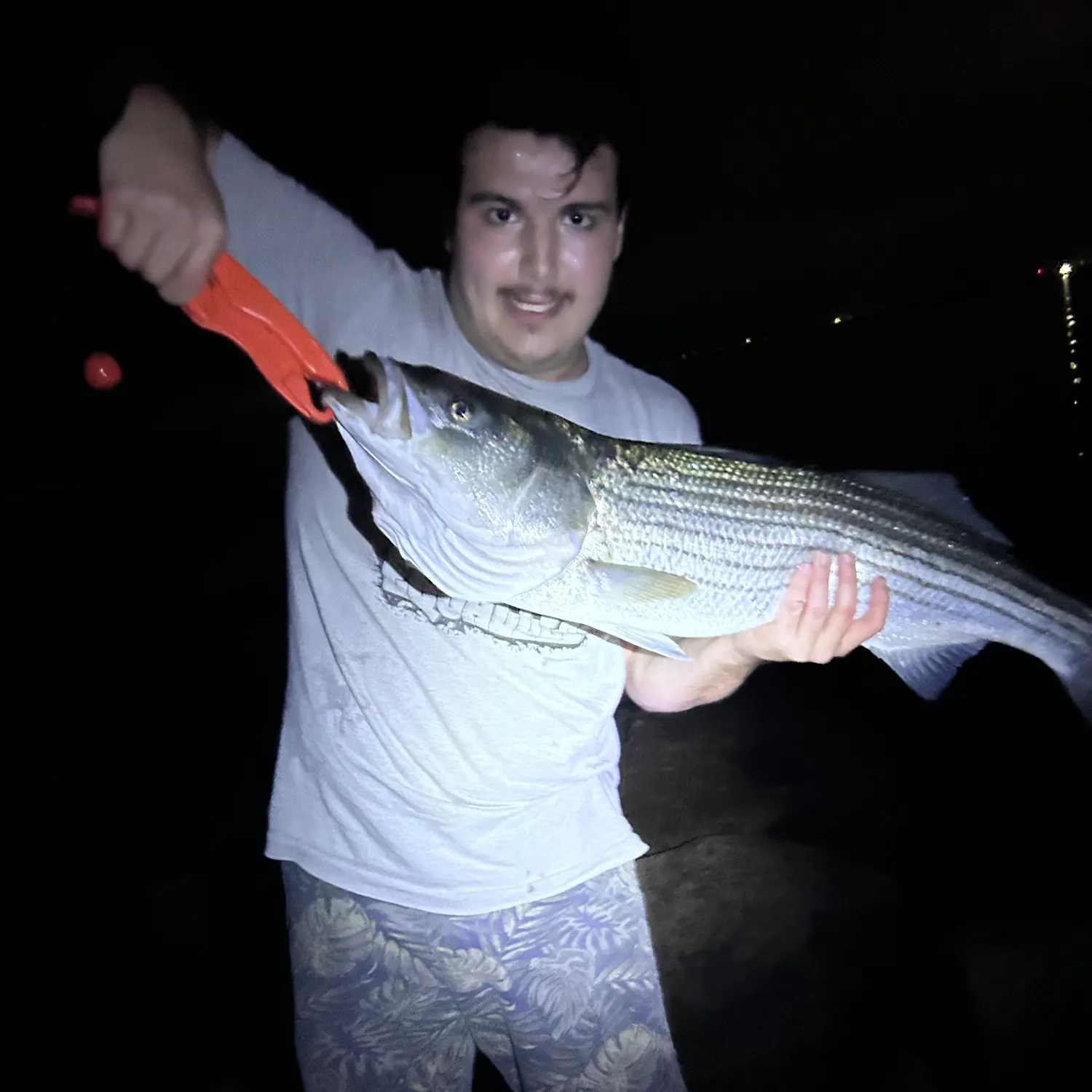 Striped bass caught on Fishbrain