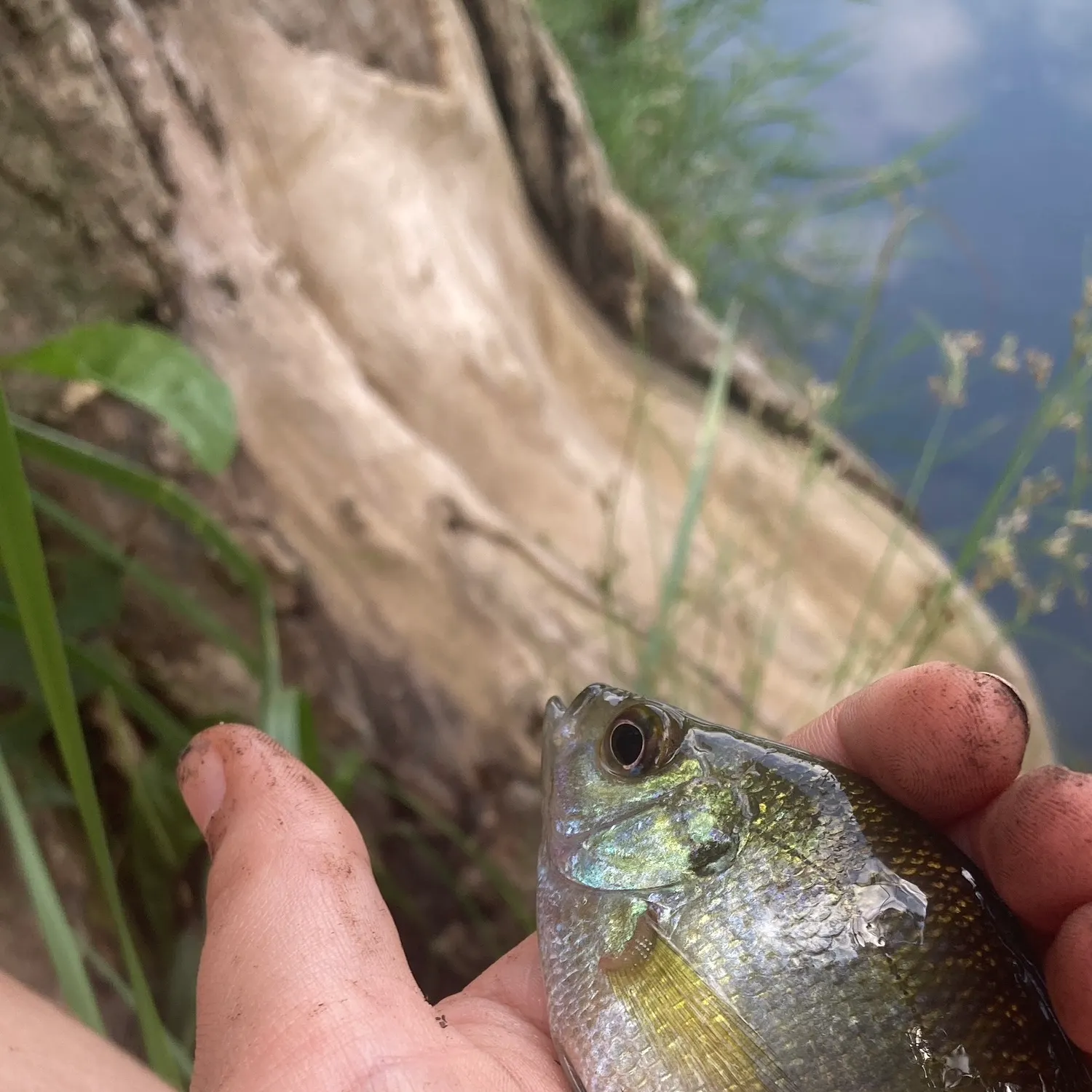 Bluegill caught on Fishbrain