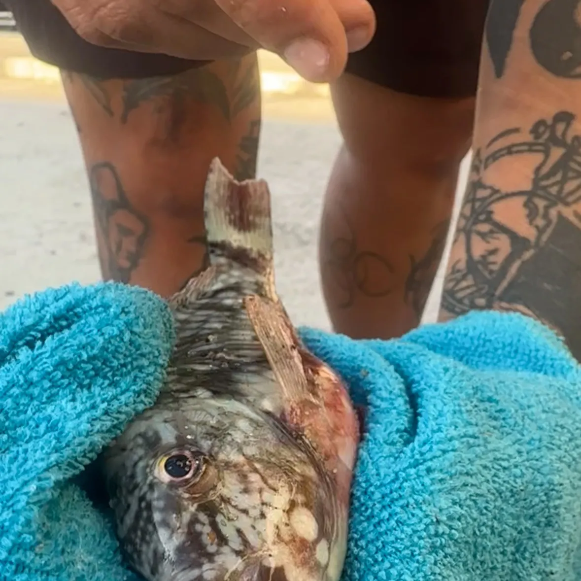 The most recent Stoplight parrotfish catches on Fishbrain