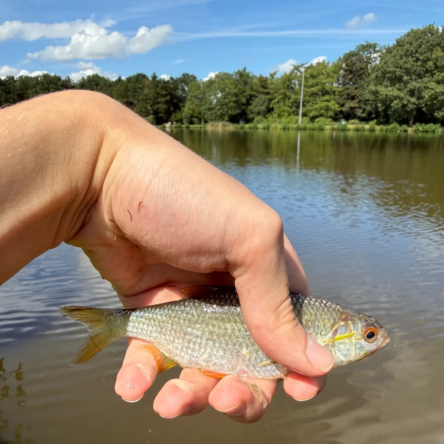 Common roach caught on Fishbrain