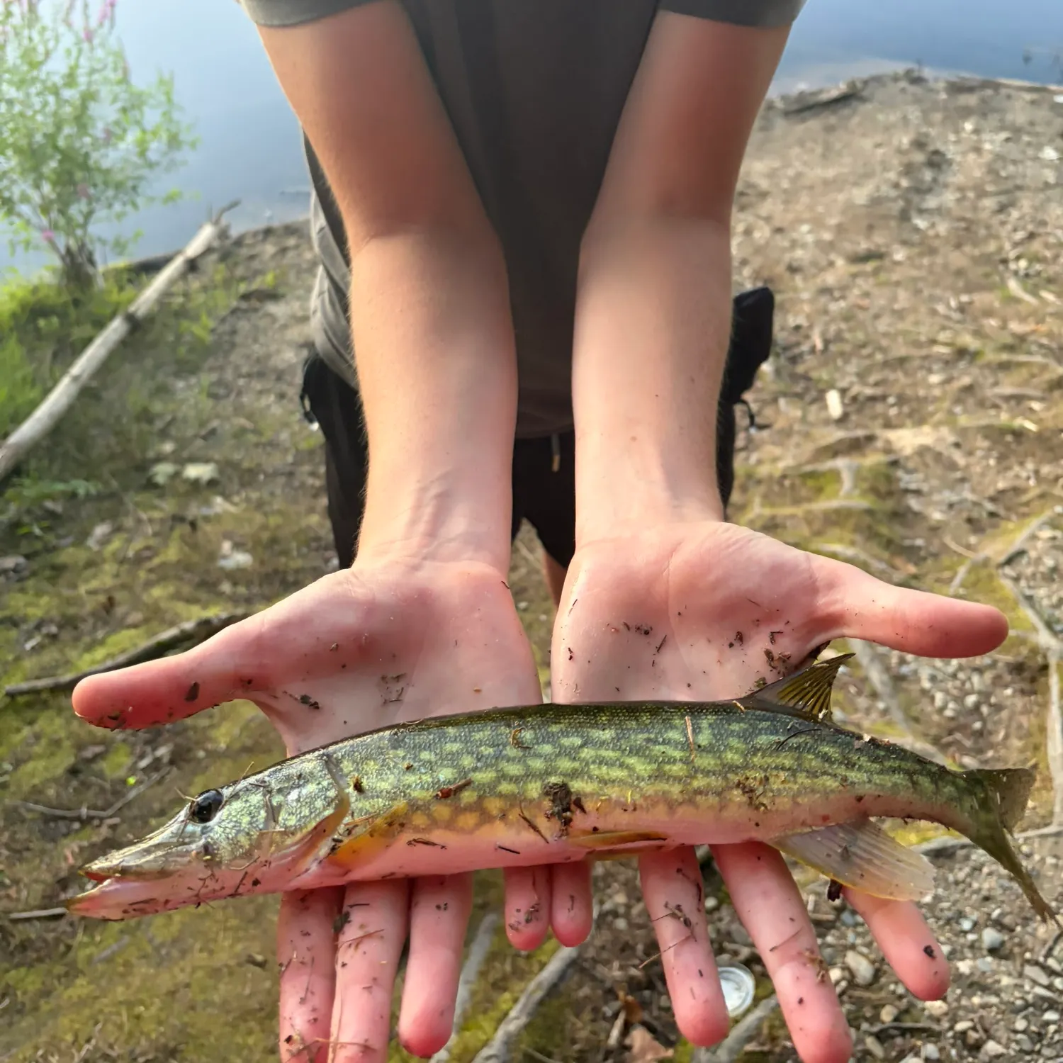Chain pickerel caught on Fishbrain