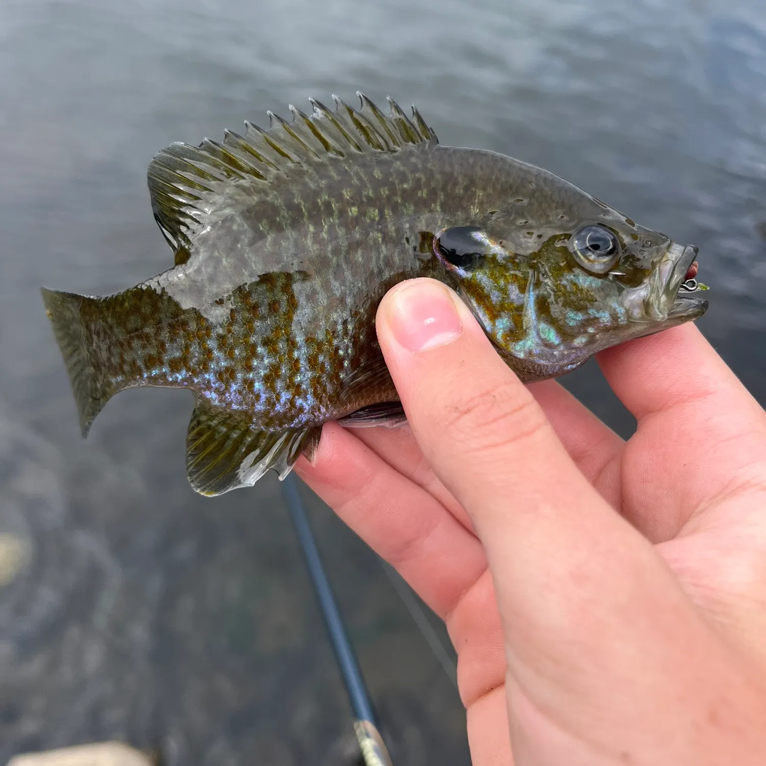 Greengill hybrid caught on Fishbrain