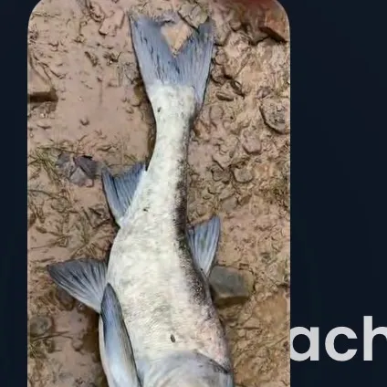 Silver carp caught on Fishbrain