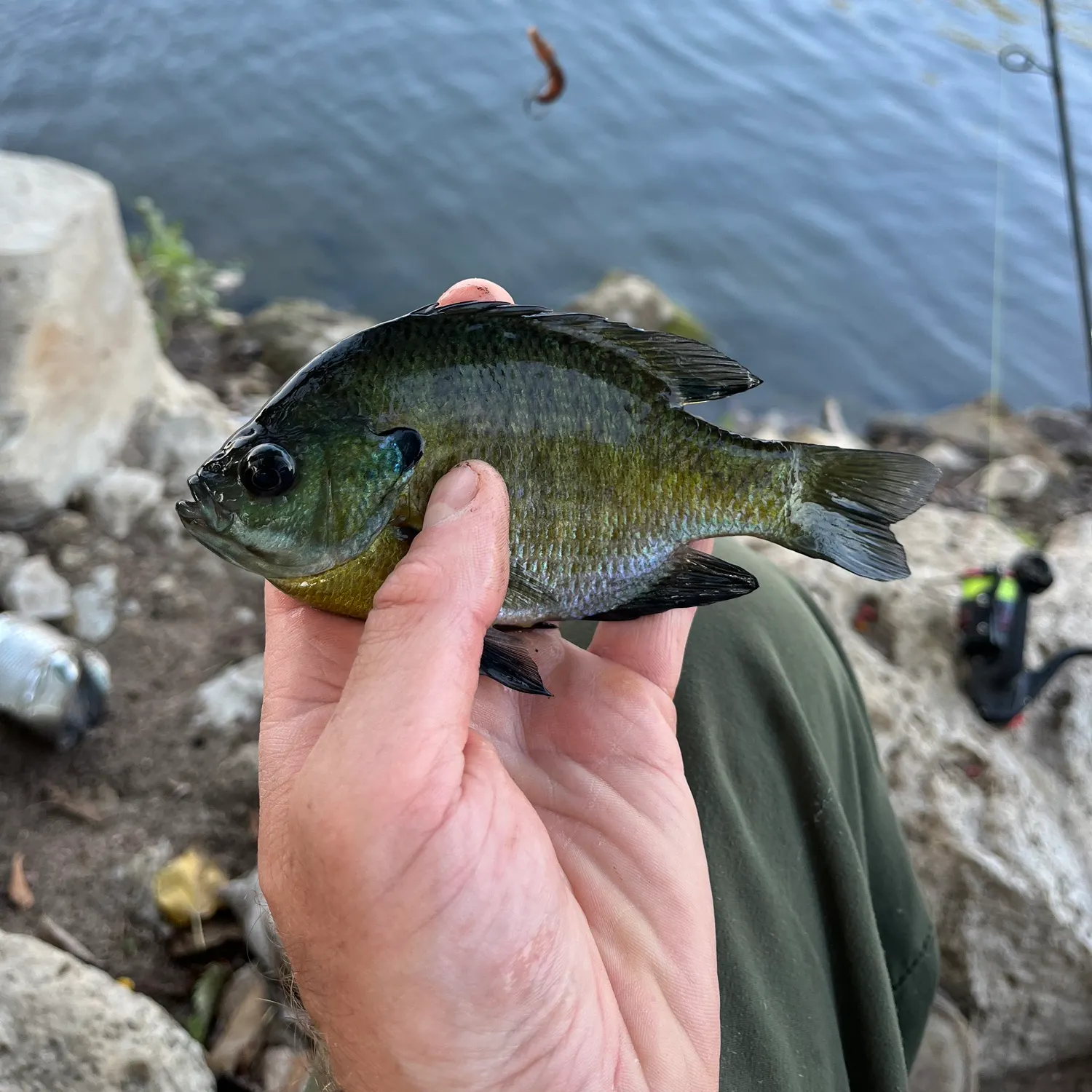 Bluegill caught on Fishbrain