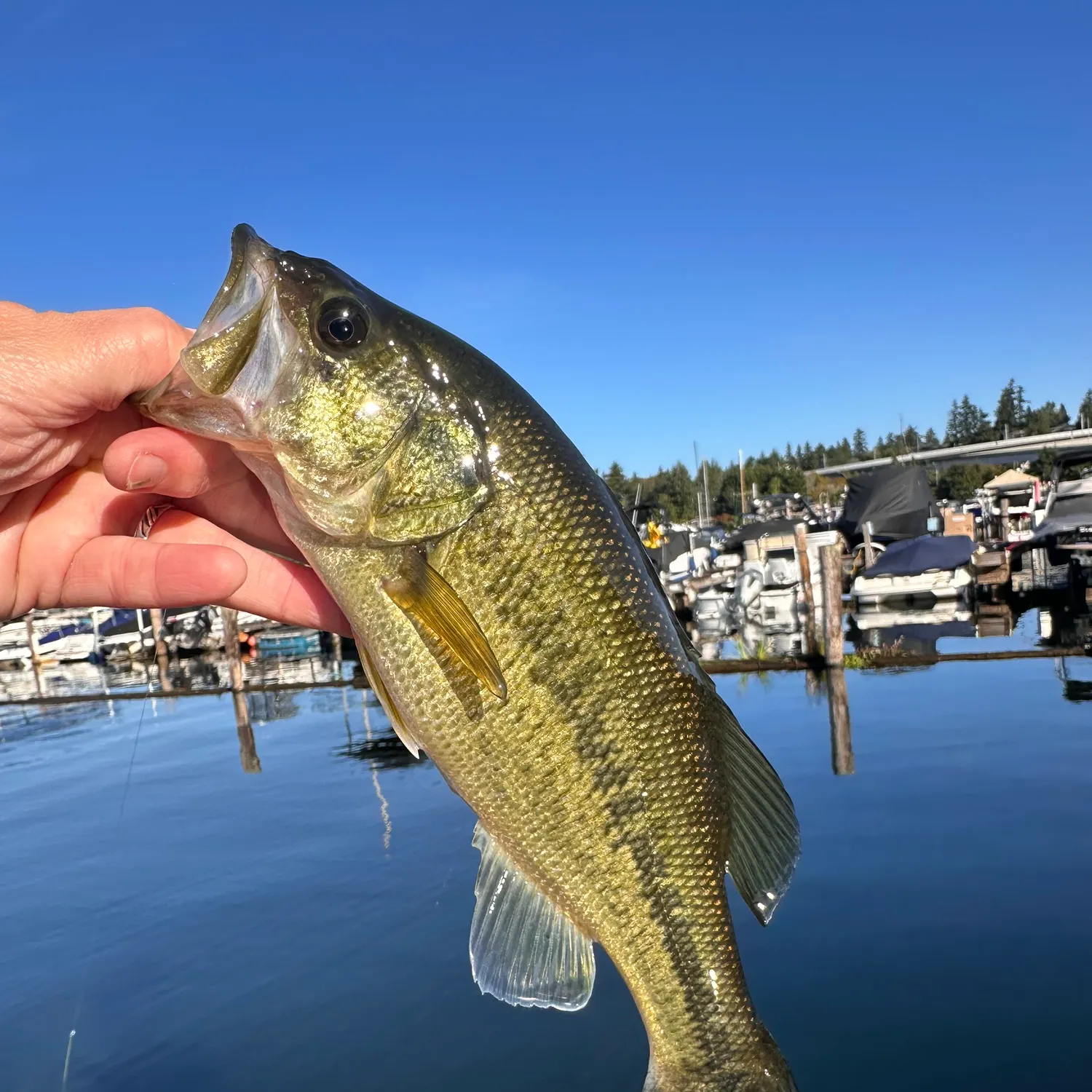 Largemouth bass caught on Fishbrain