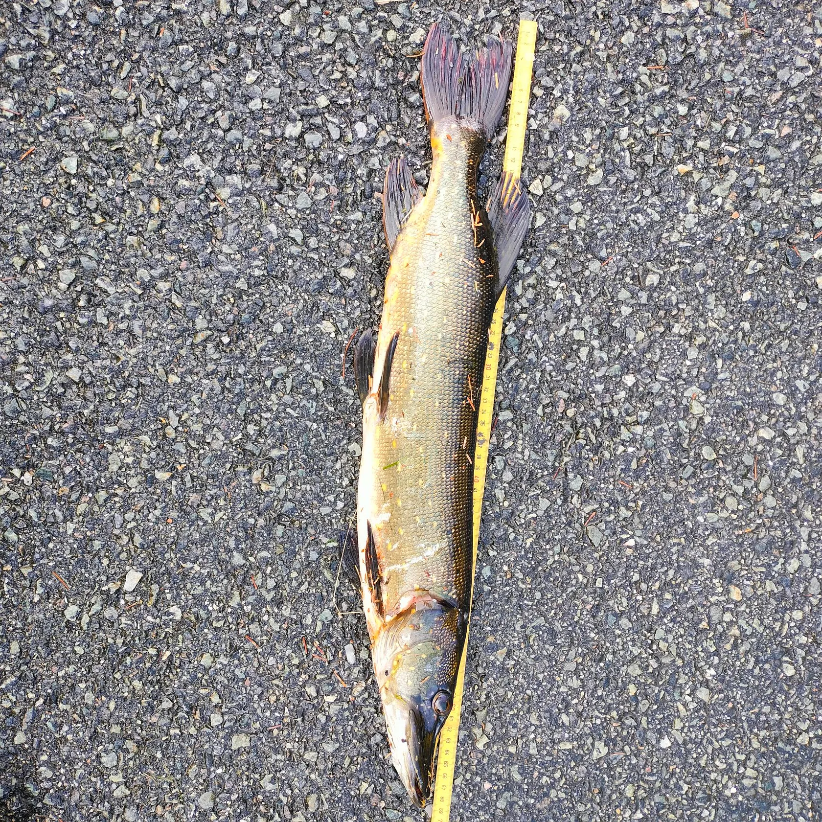 Northern pike caught on Fishbrain