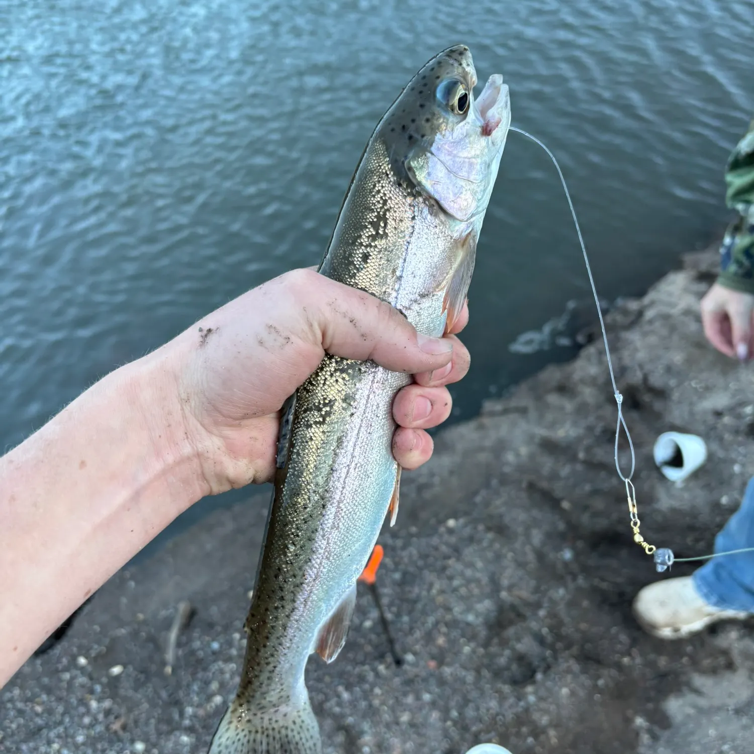 Rainbow trout caught on Fishbrain