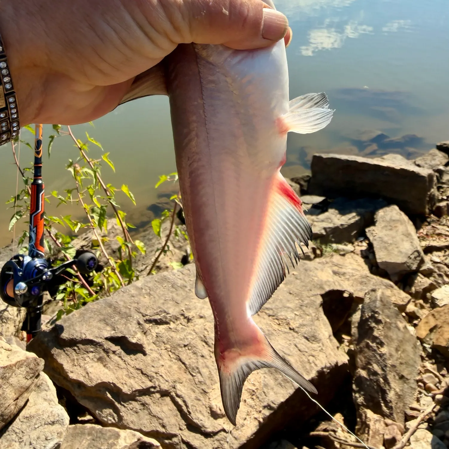 Blue catfish caught on Fishbrain