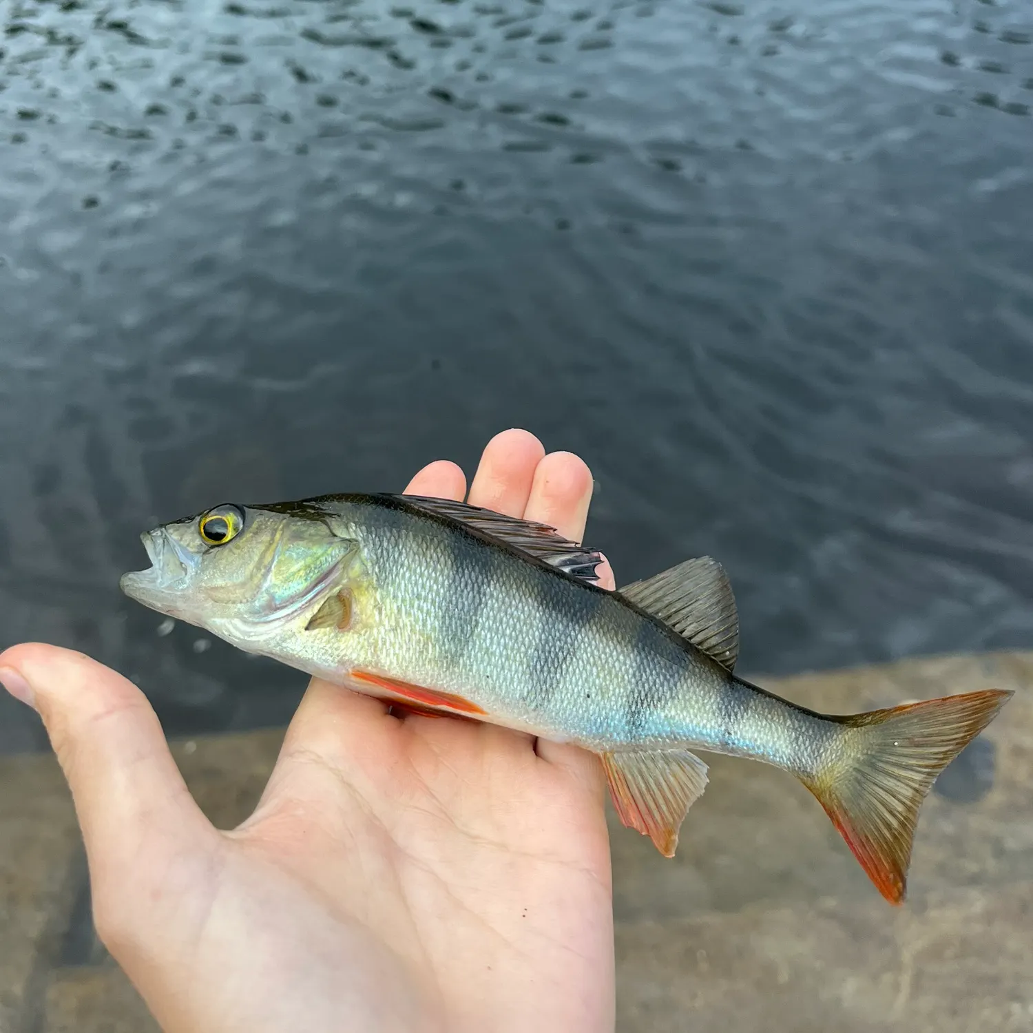 European perch caught on Fishbrain