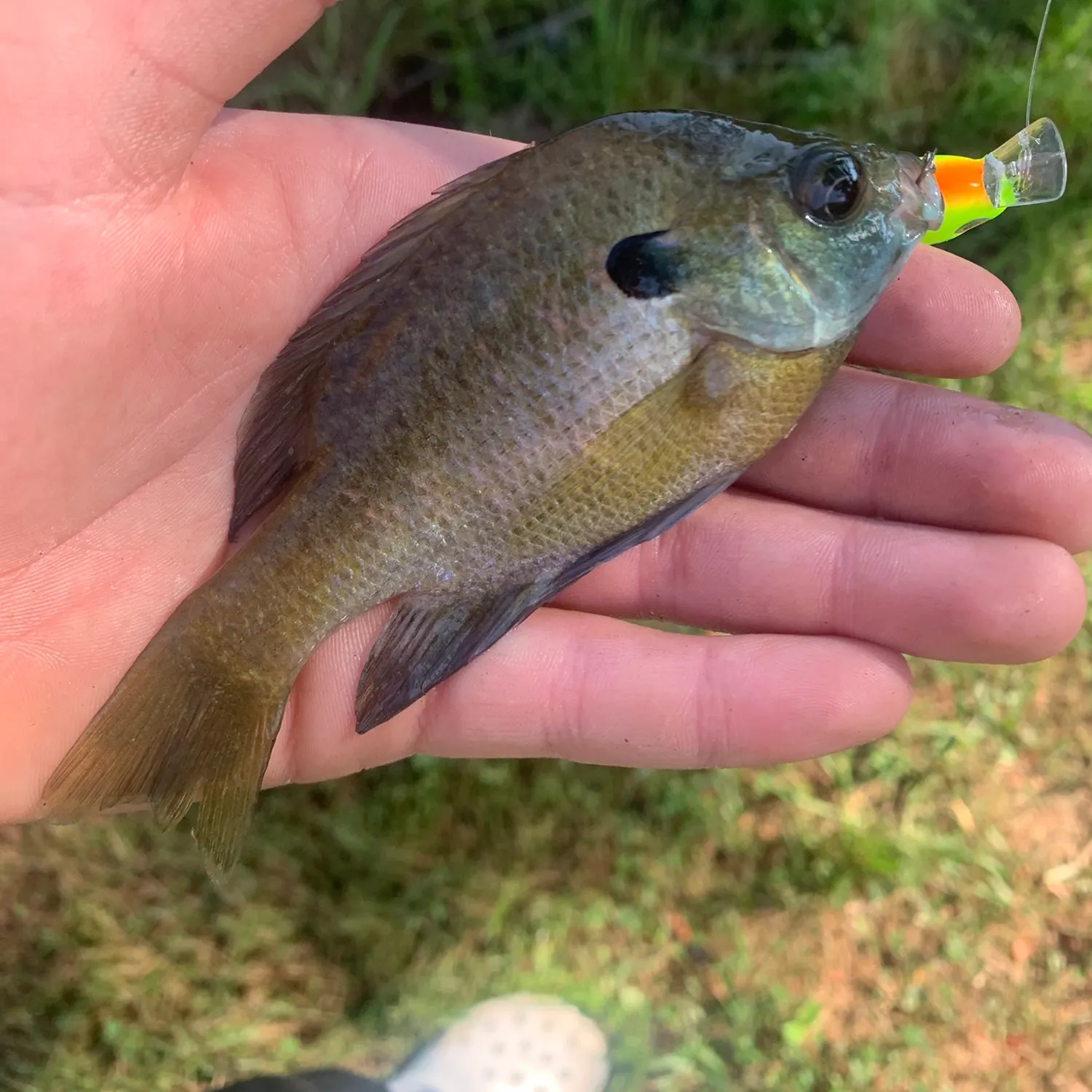 Bluegill caught on Fishbrain