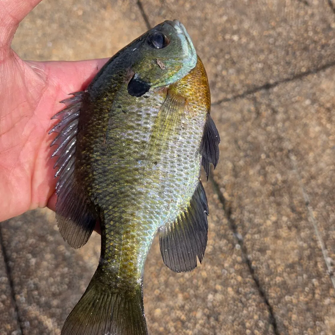 Bluegill caught on Fishbrain