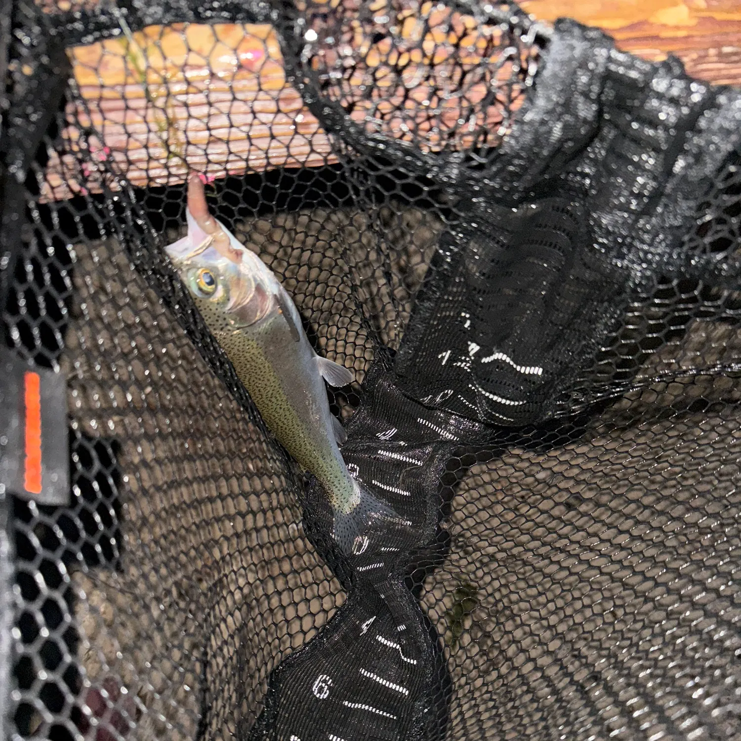 Rainbow trout caught on Fishbrain