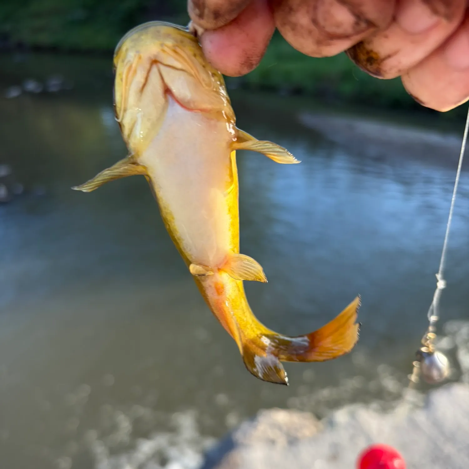 Yellow bullhead caught on Fishbrain