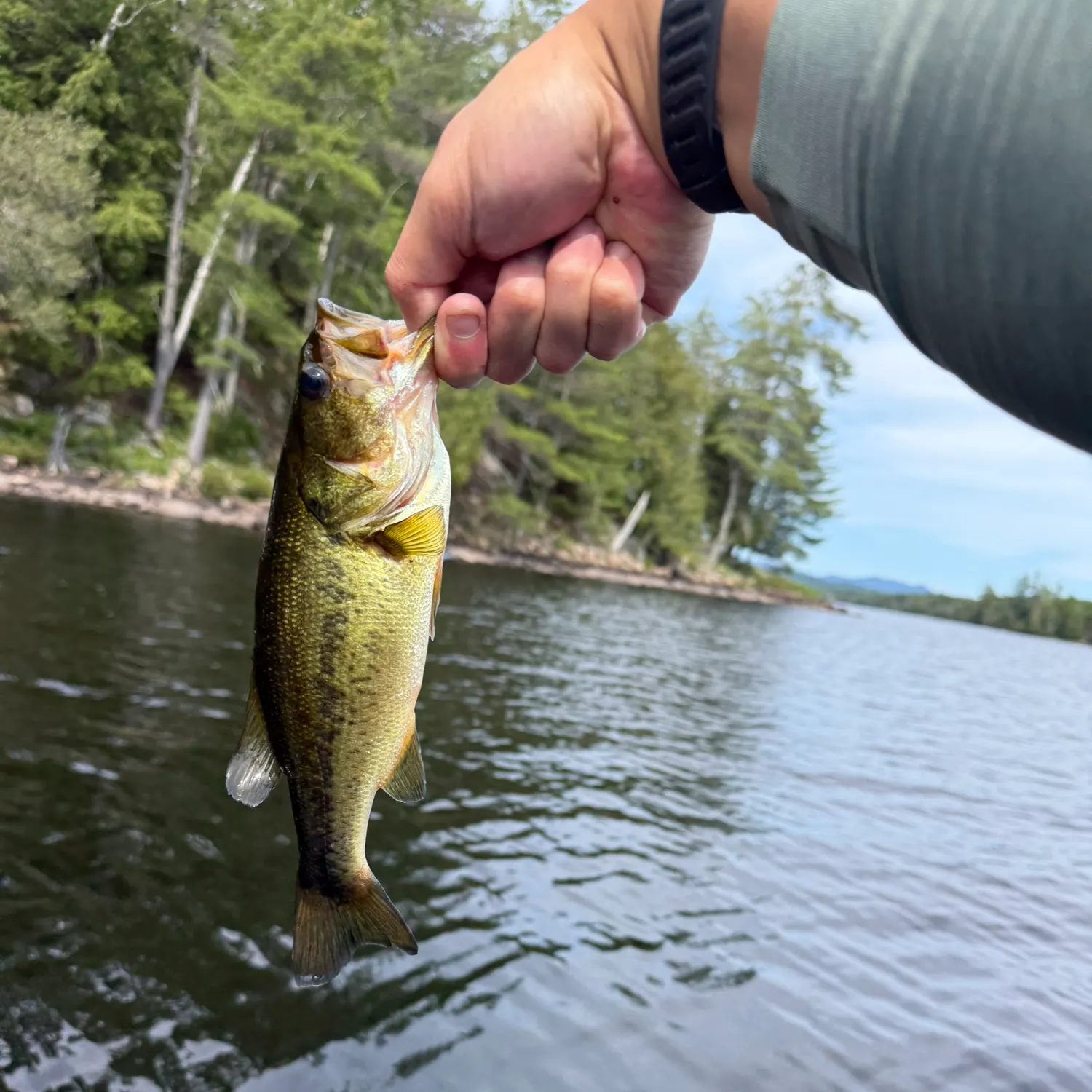 Largemouth bass caught on Fishbrain