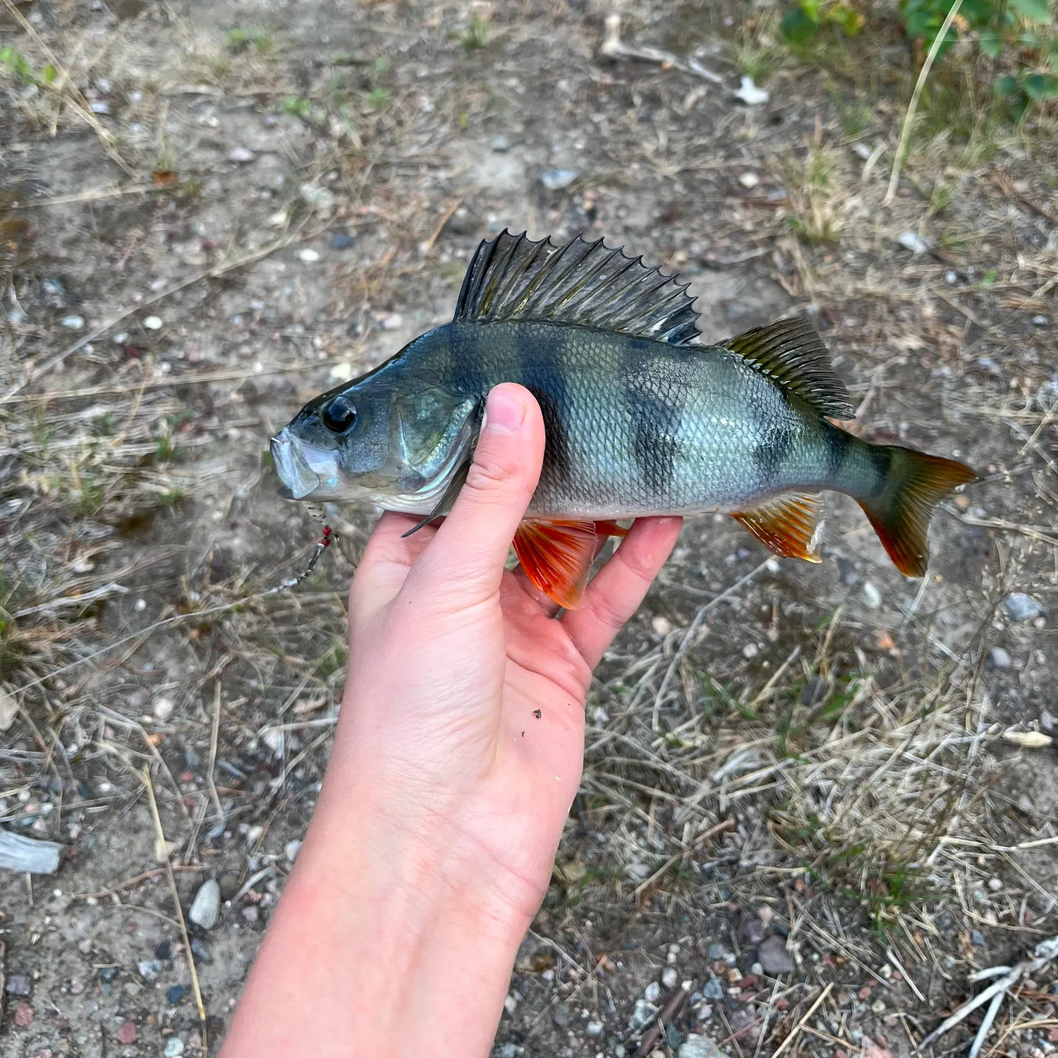 European perch caught on Fishbrain