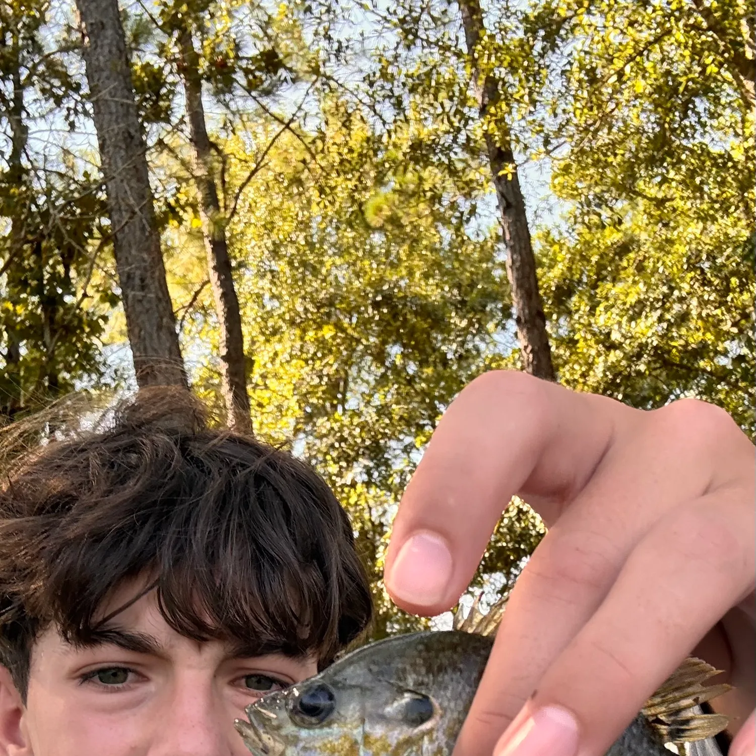 Greengill hybrid caught on Fishbrain