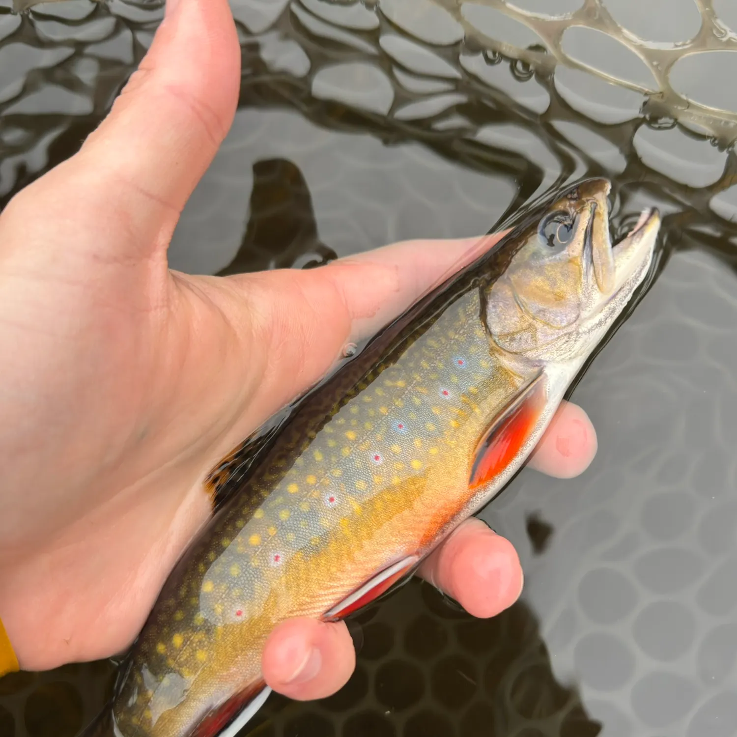 Brook trout caught on Fishbrain